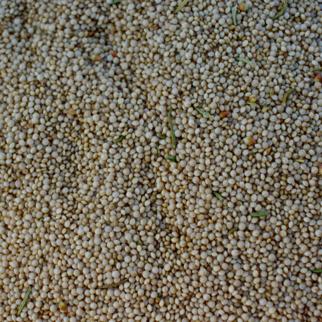 Golden Giant Amaranth - Image 3
