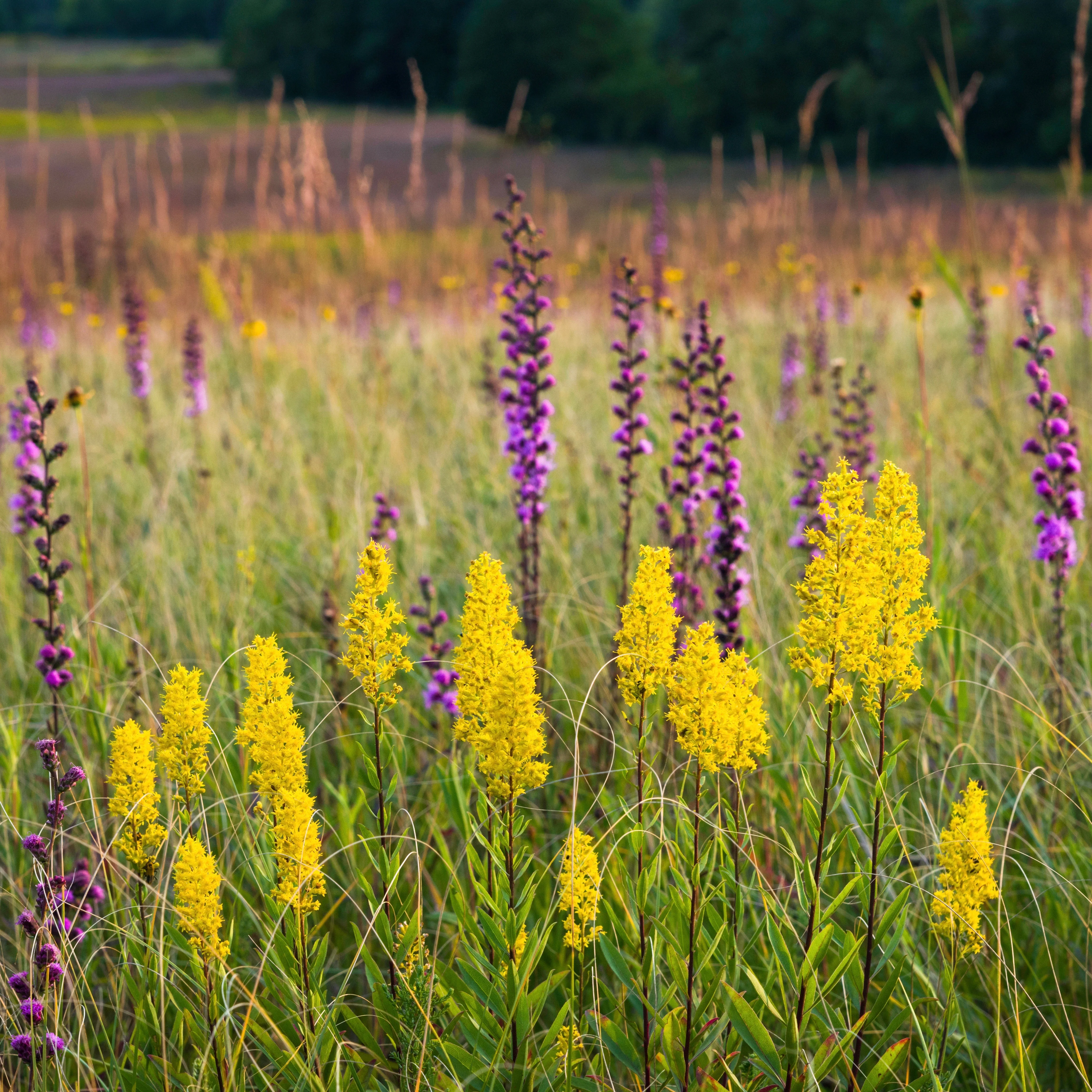 Goldenrod, Showy (Solidago speciosa) - Image 3