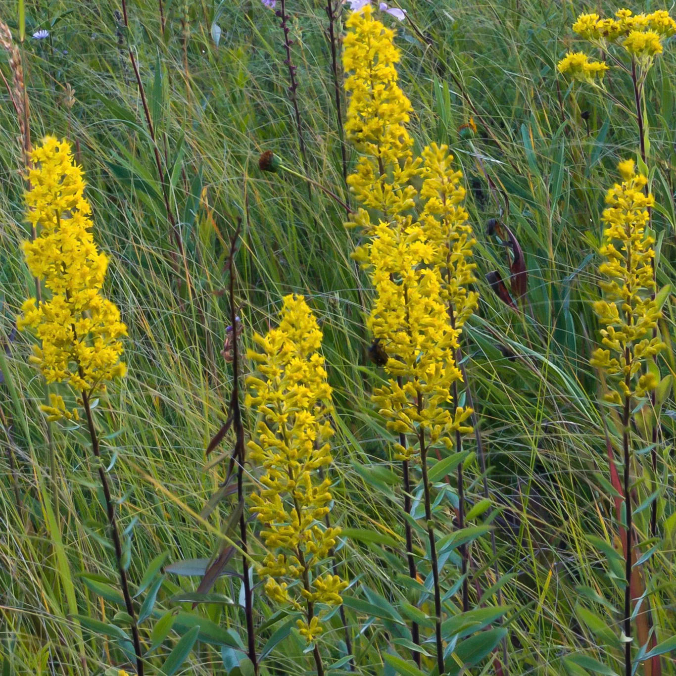 Goldenrod, Showy (Solidago speciosa) - Image 4