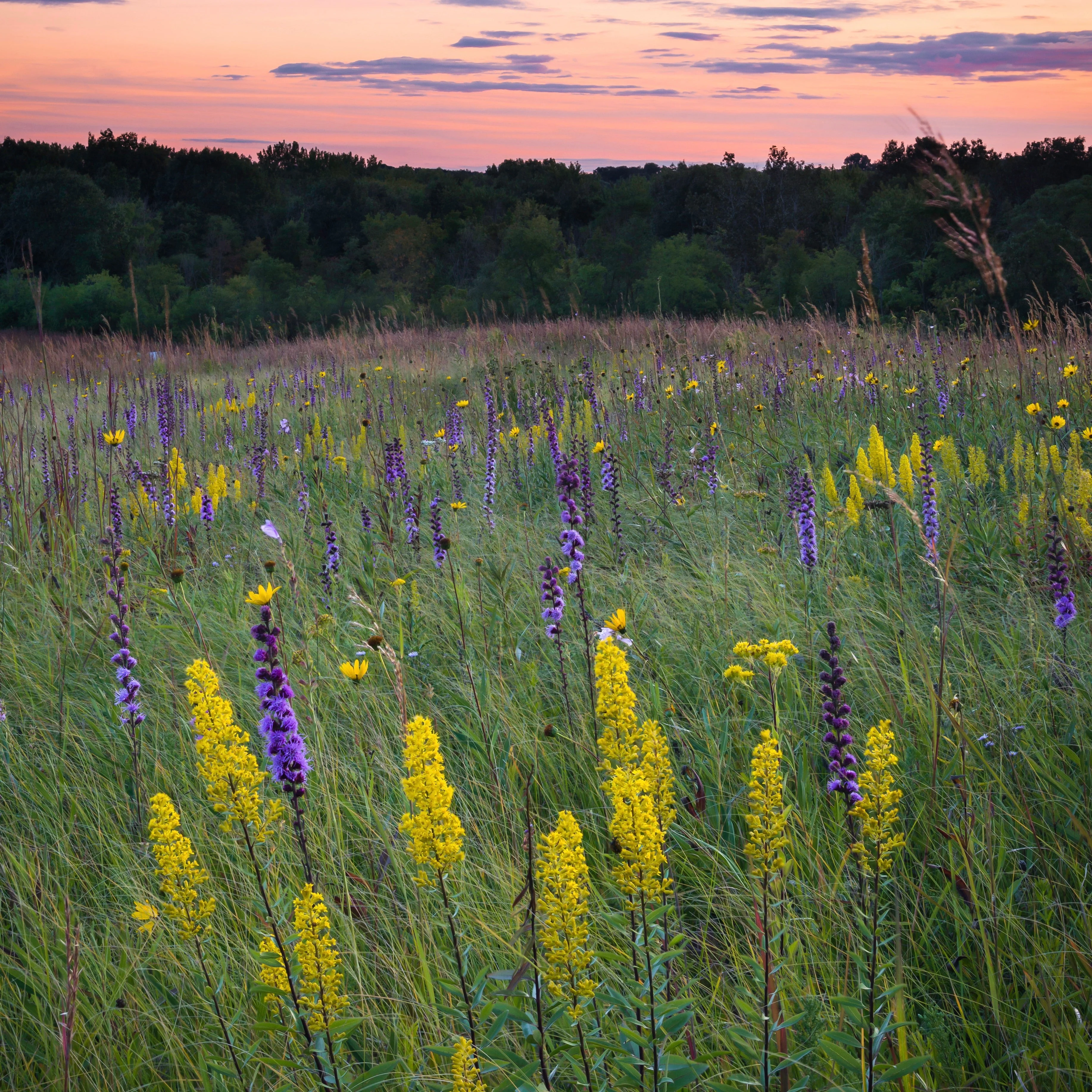 Goldenrod, Showy (Solidago speciosa) - Image 5