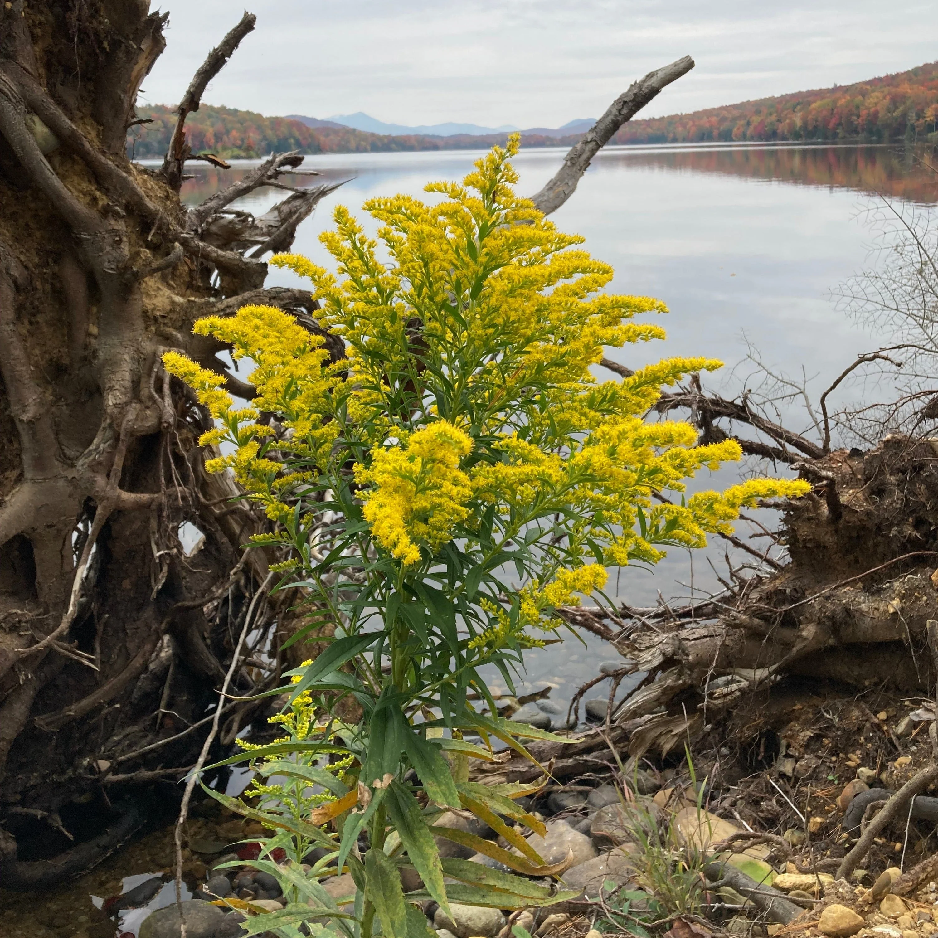 Goldenrod, Sweet (Solidago odora) - Image 3