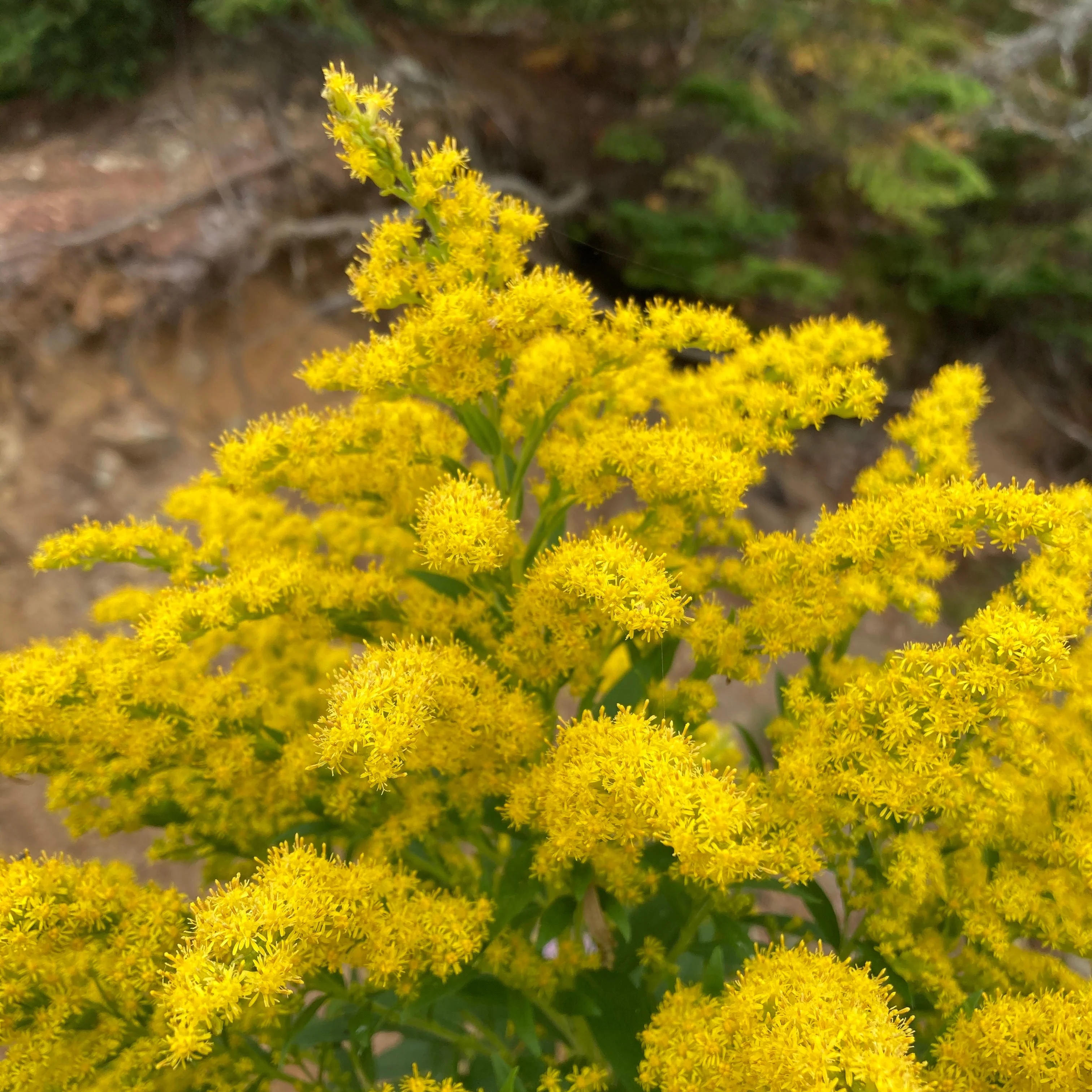 Goldenrod, Sweet (Solidago odora) - Image 5