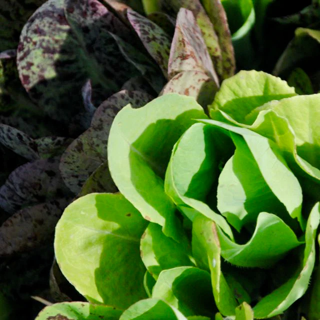 Gourmet Salad Lettuce Mix - Image 2