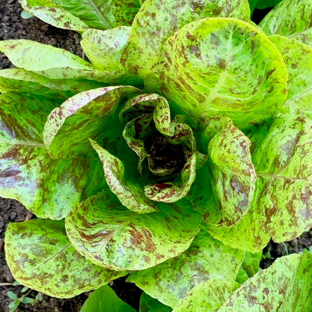 Gourmet Salad Lettuce Mix - Image 3