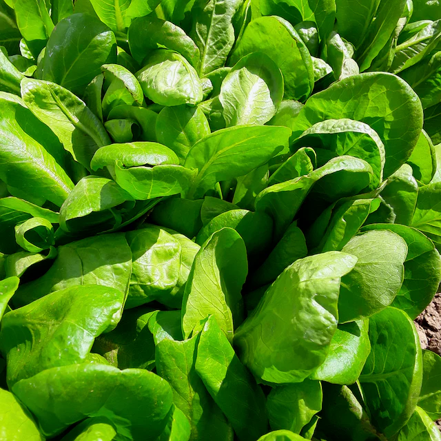Gourmet Salad Lettuce Mix - Image 4