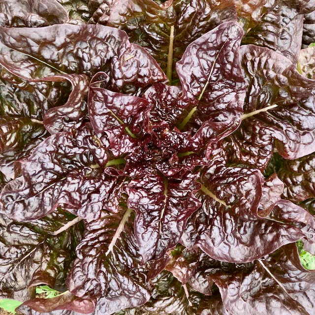 Gourmet Salad Lettuce Mix - Image 5