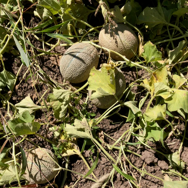 Green Nutmeg Melon - Image 2