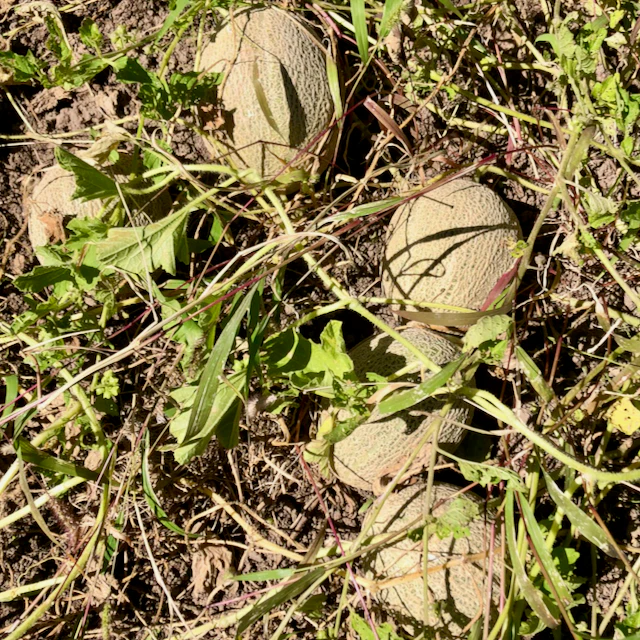 Green Nutmeg Melon - Image 3