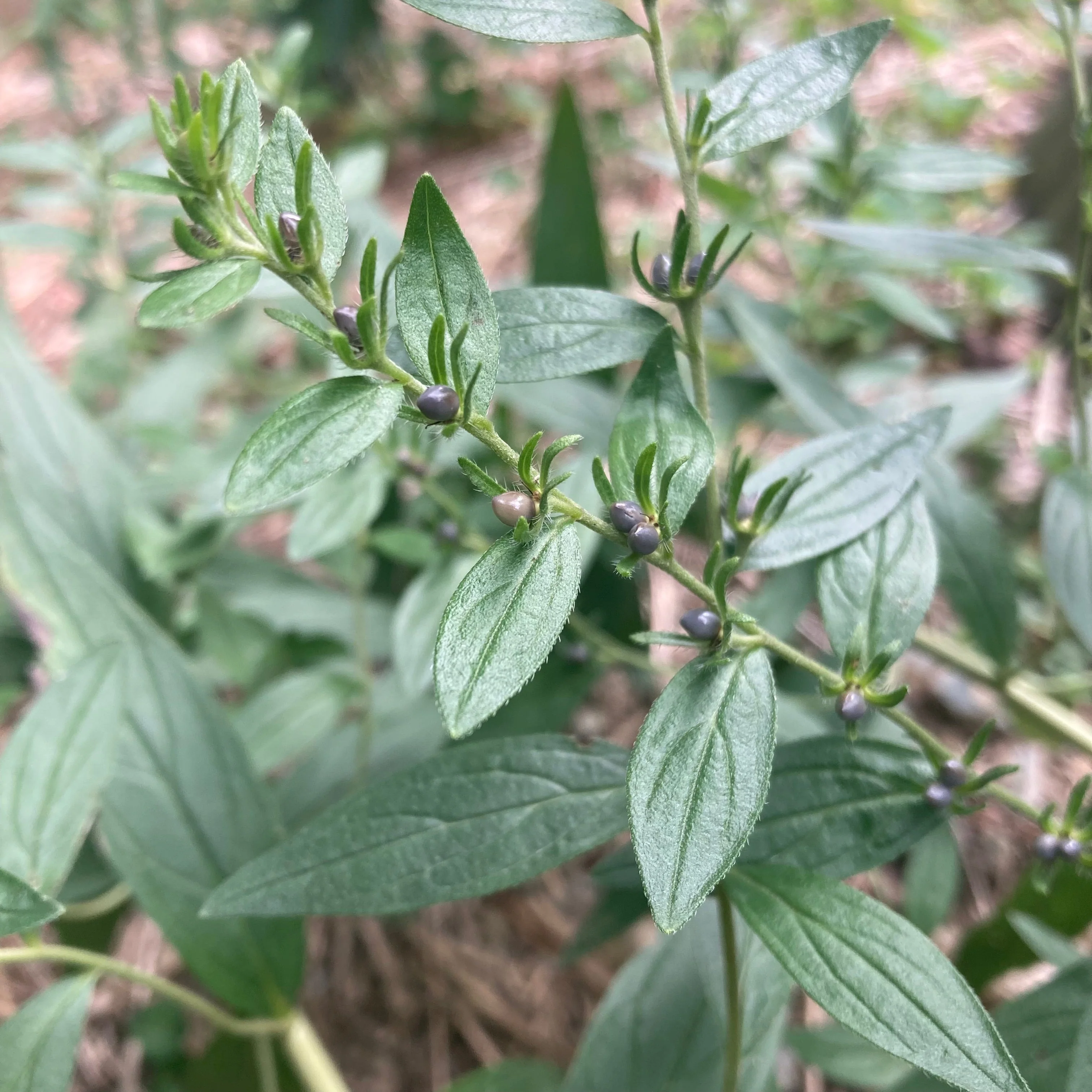 Gromwell, Red-root aka Zi Cao (Lithospermum erythrorhizon)