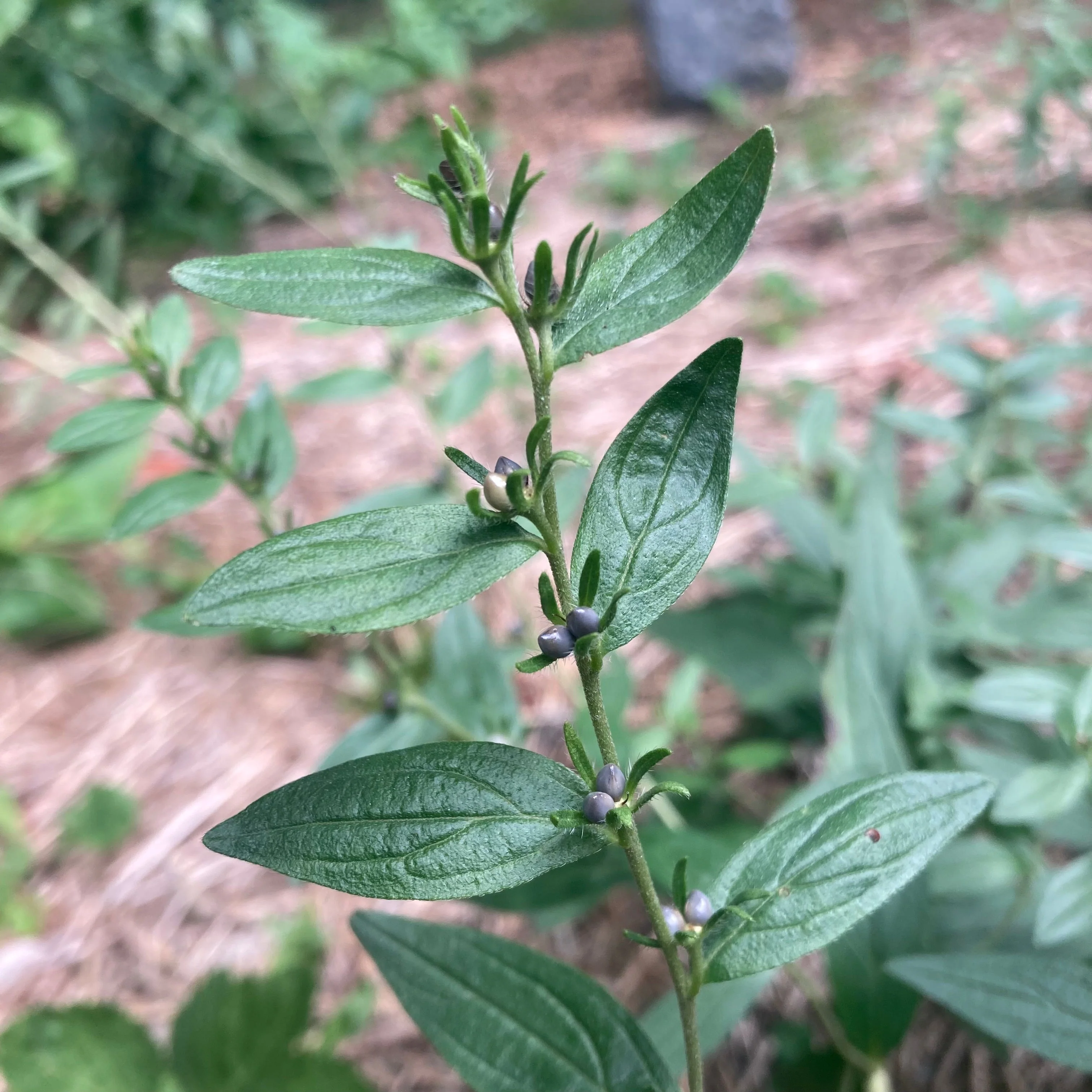 Gromwell, Red-root aka Zi Cao (Lithospermum erythrorhizon) - Image 3