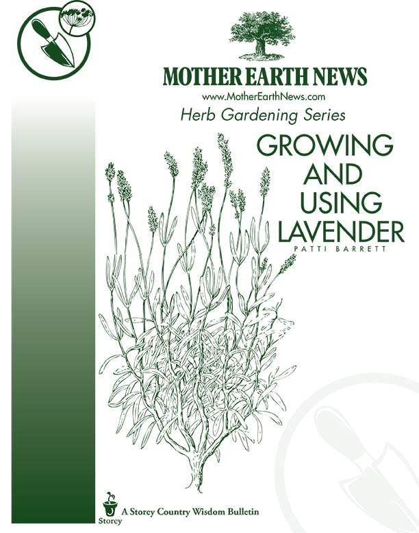 Growing And Using Lavender, E-Handbook