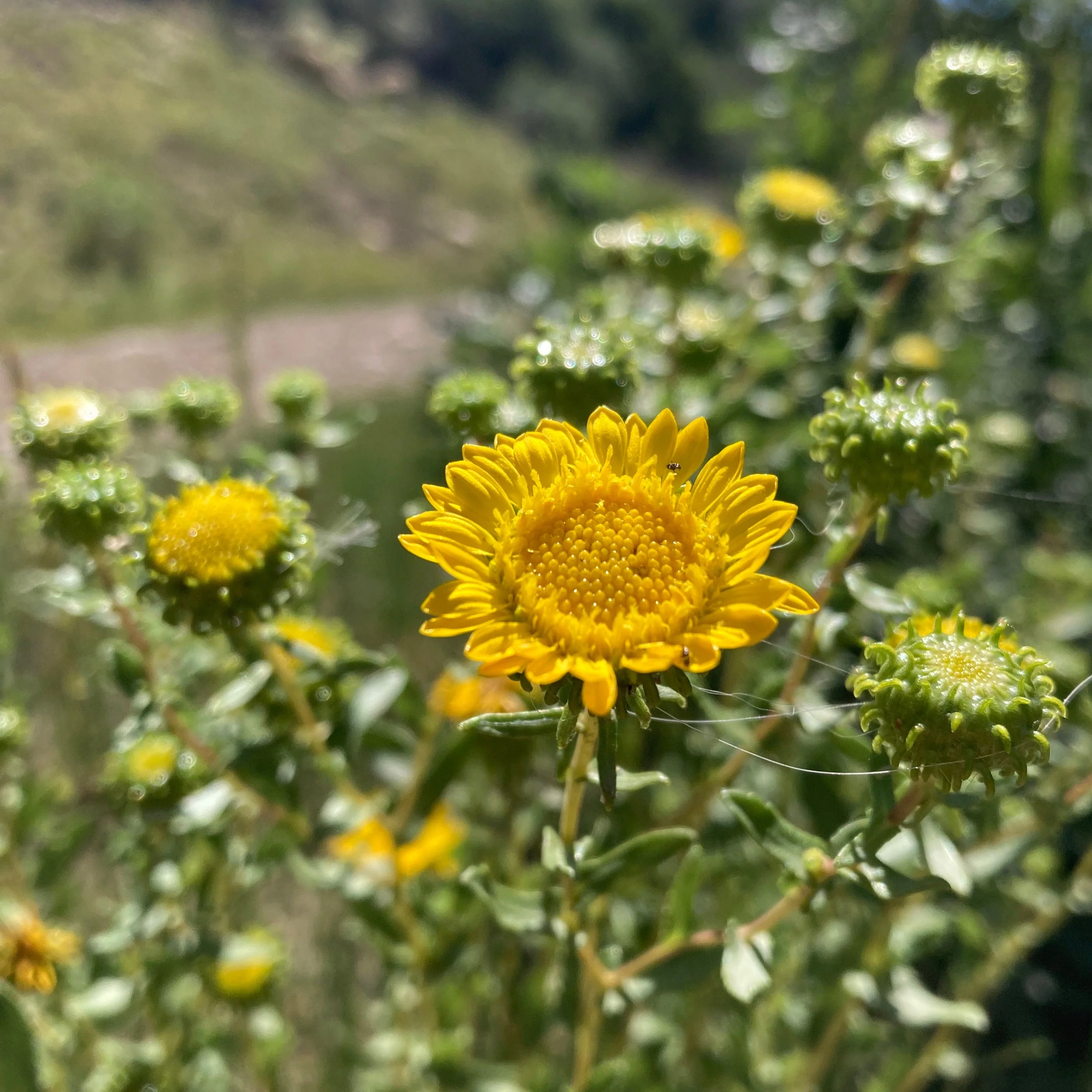 Gumweed aka Grindelia (Grindelia squarrosa) - Image 3