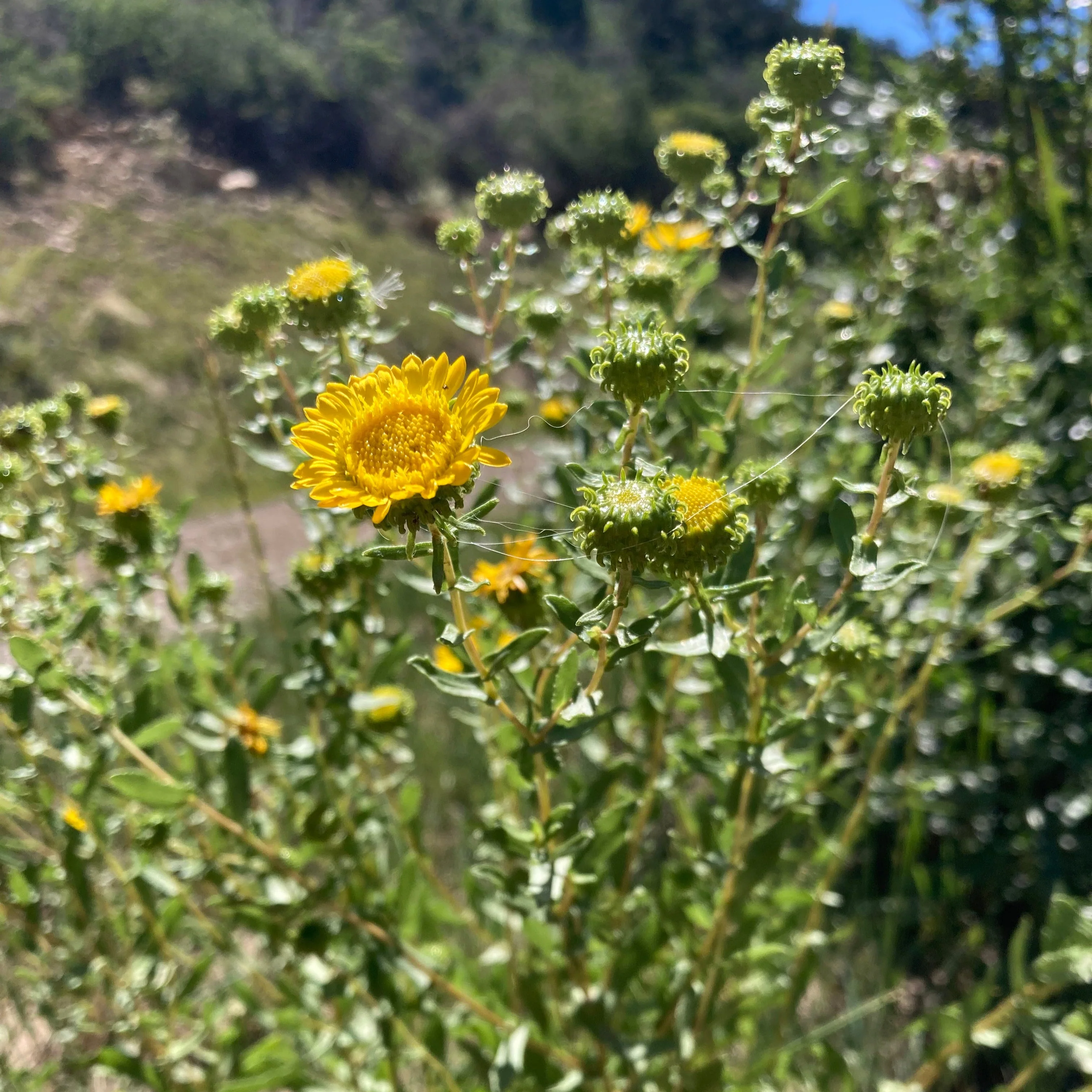 Gumweed aka Grindelia (Grindelia squarrosa) - Image 4