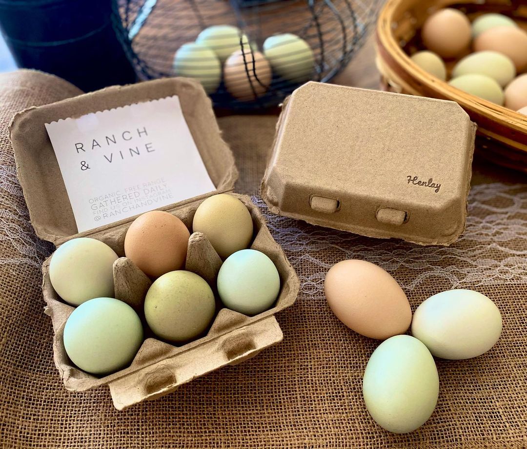Half Dozen Egg Cartons - Henlay Blank Flat Top, Six Pack, 2 colors, 20 or 100 - Image 6