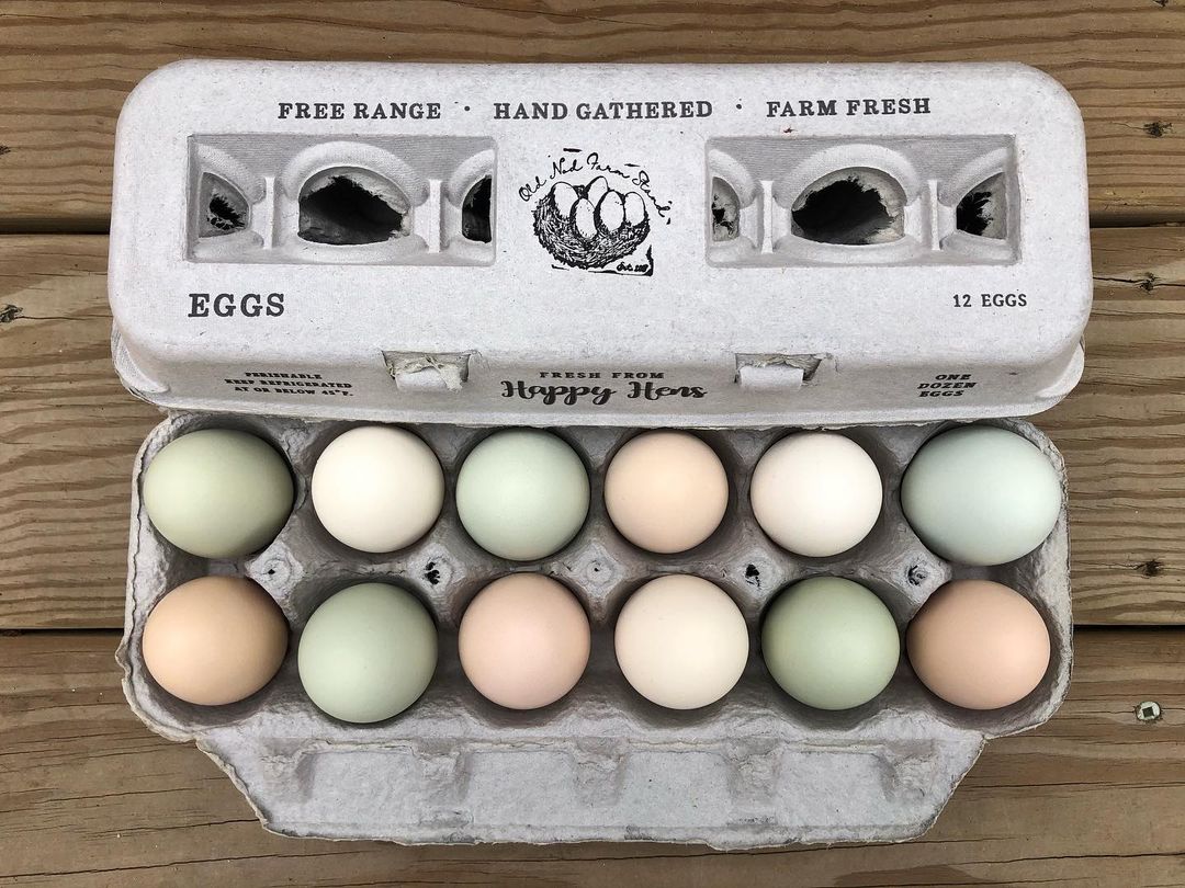 Henlay Blank Stamping Egg Cartons - 25, 90, or 250 - Image 11