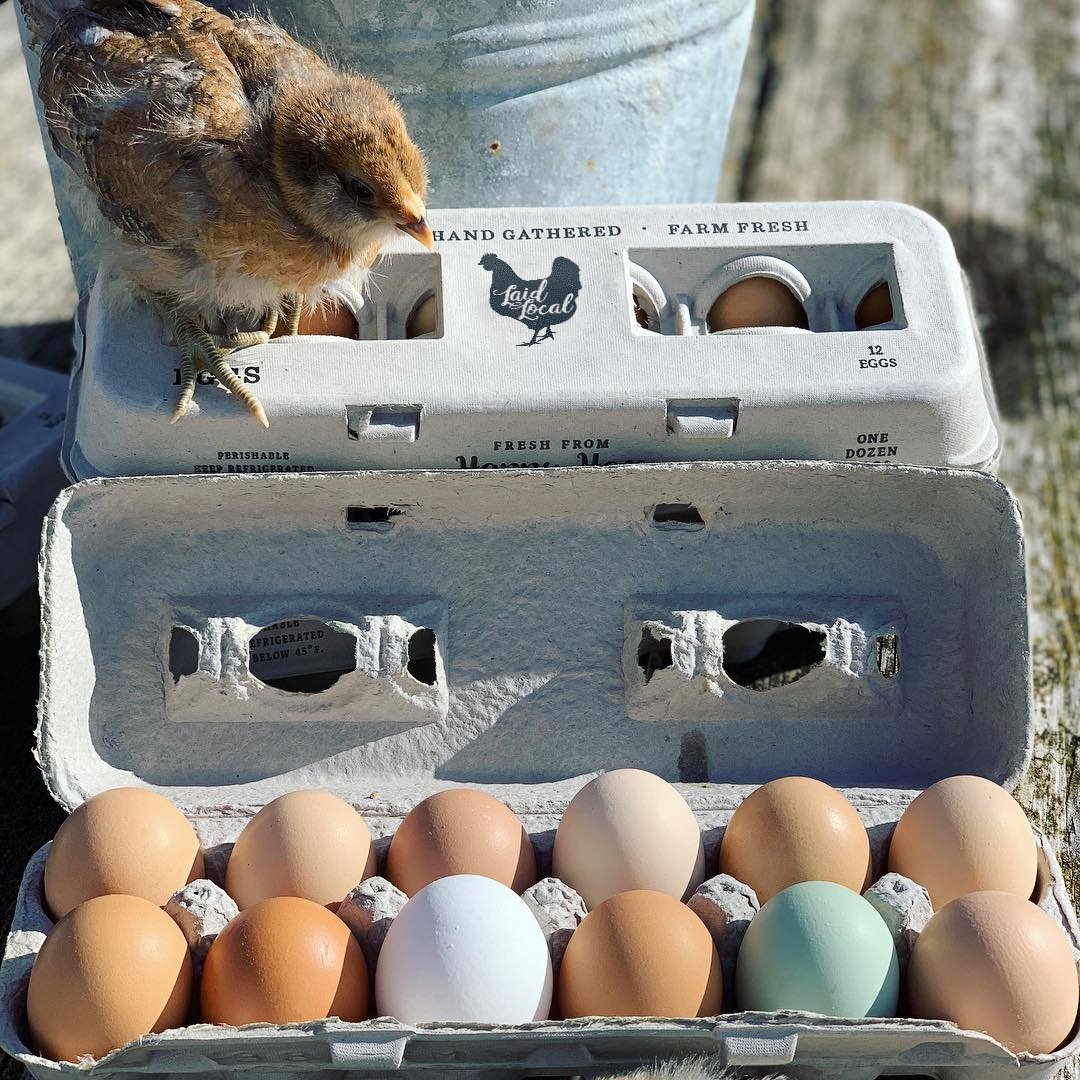 Henlay Laid Local Egg Cartons- Adorable Printed Vintage Design- 25, 90, or 250 - Image 5