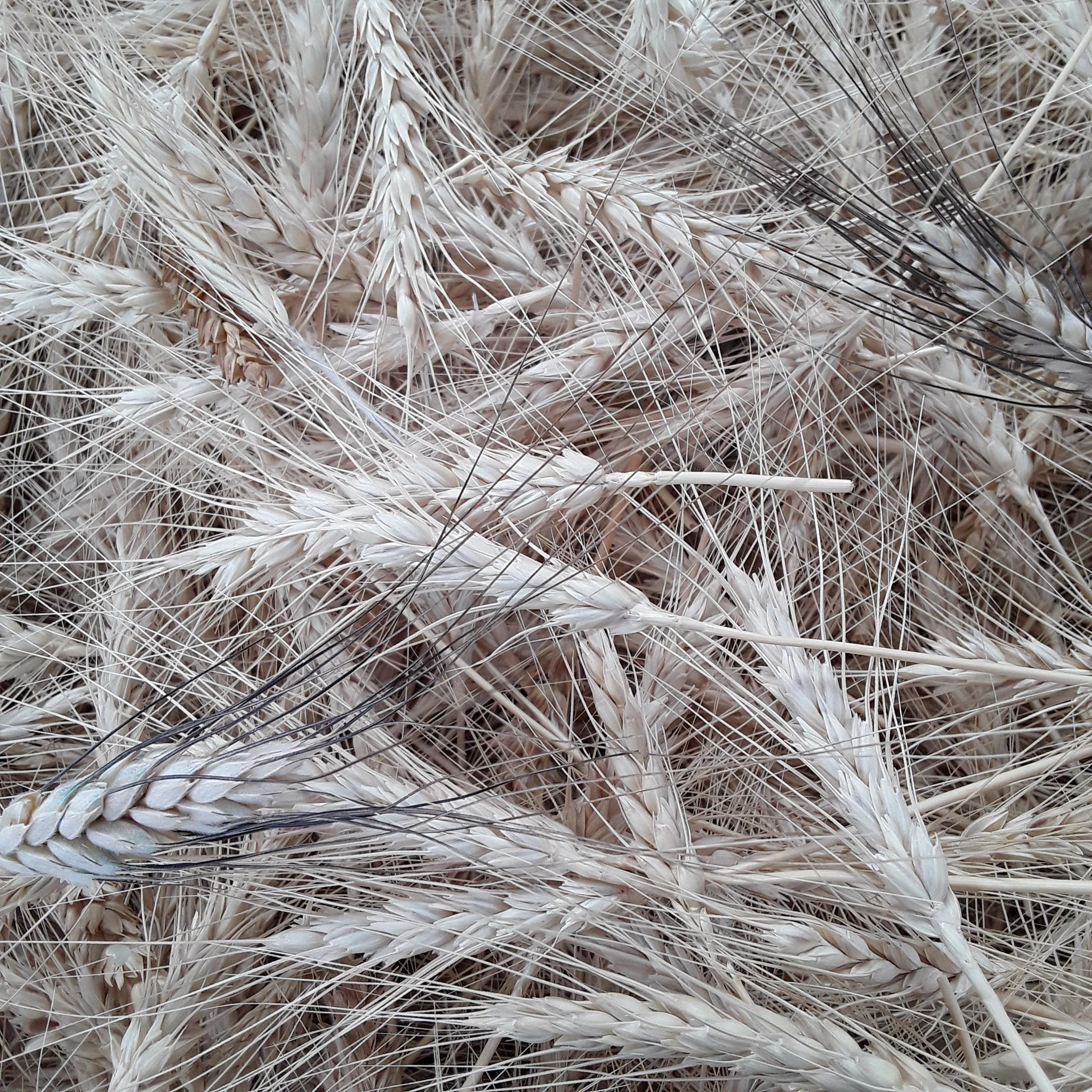 Heritage Grains Mix (Wheat, Barley & Rye) - Image 3