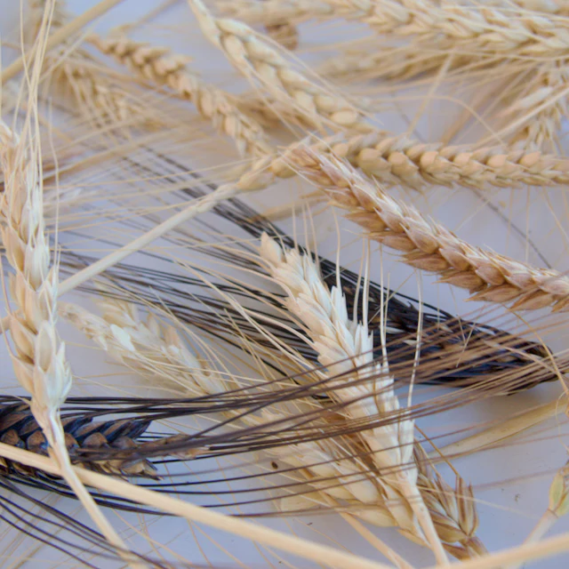 Heritage Grains Mix (Wheat, Barley & Rye) - Image 4