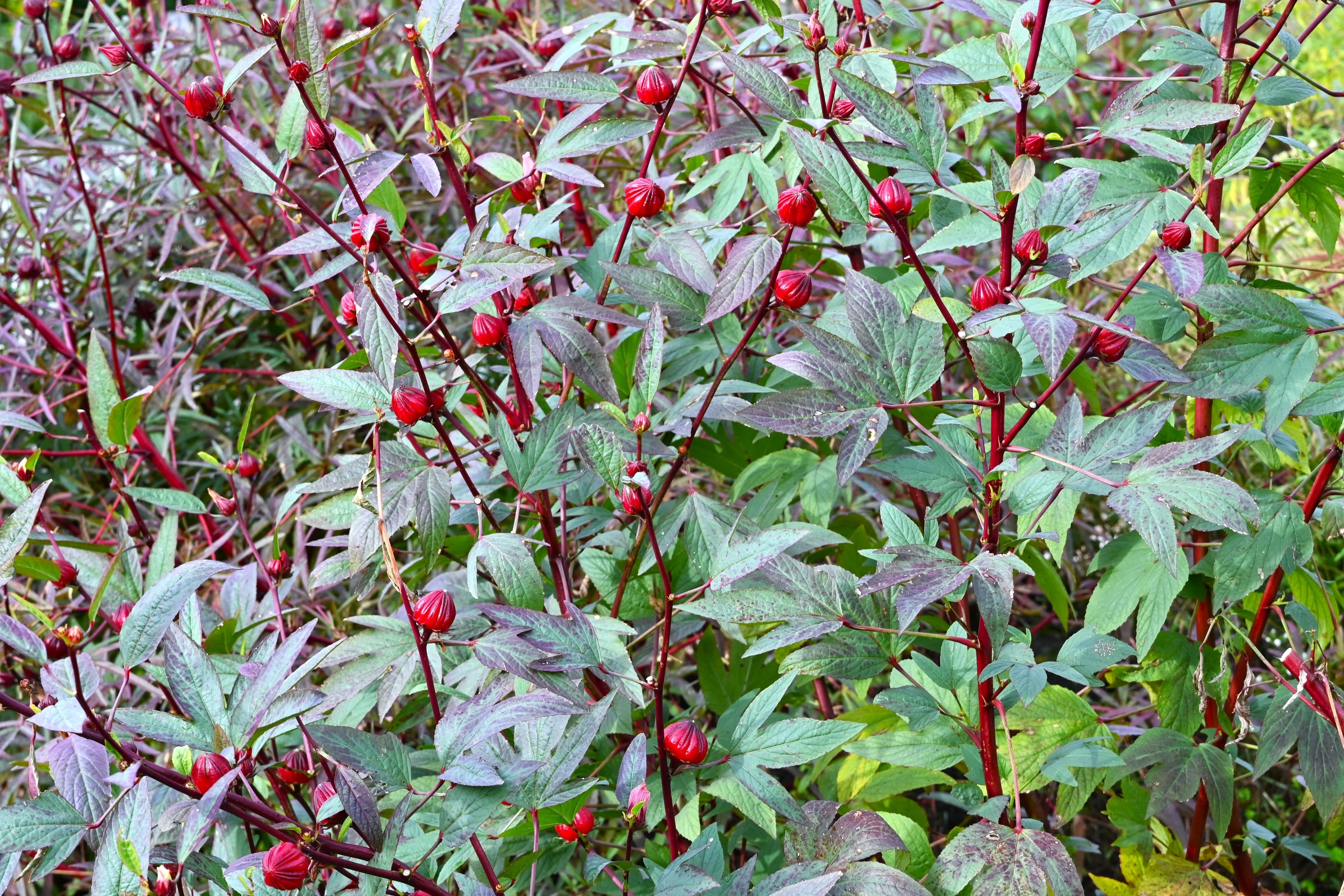 Hibiscus aka Roselle (Hibiscus sabdariffa) - Image 2