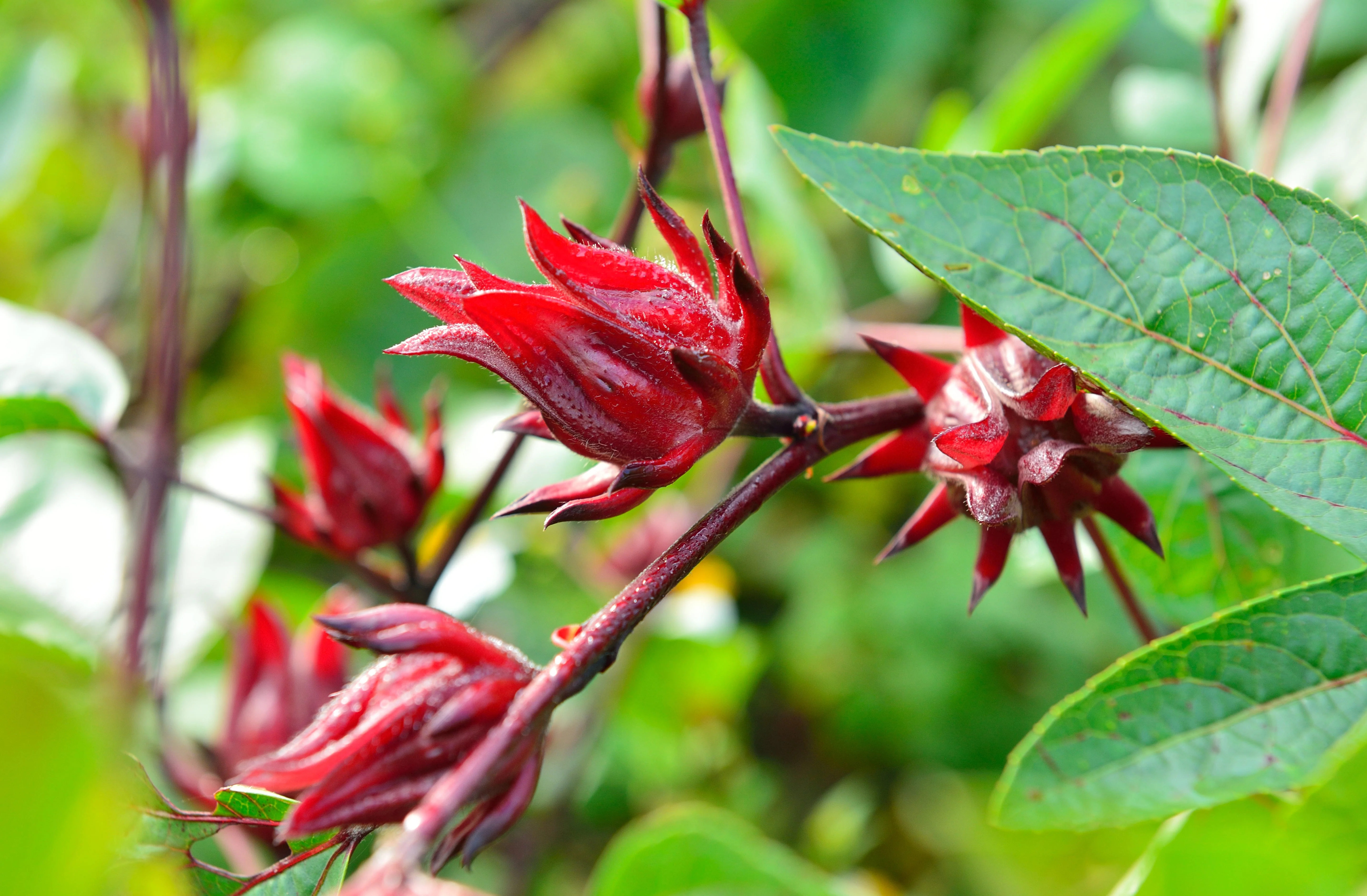 Hibiscus aka Roselle (Hibiscus sabdariffa) - Image 3