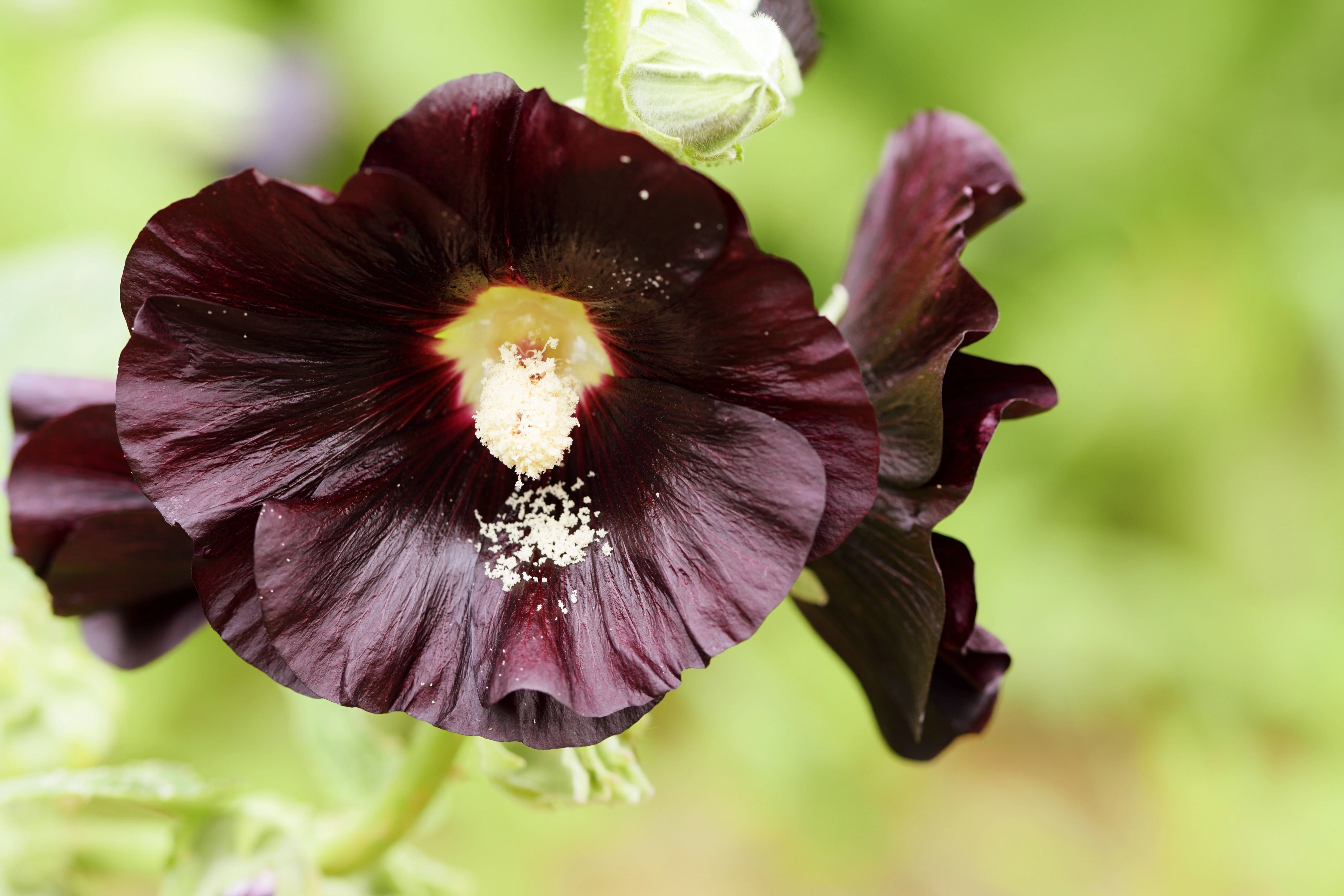 Hollyhock, Jet Black (Alcea rosea) - Image 3