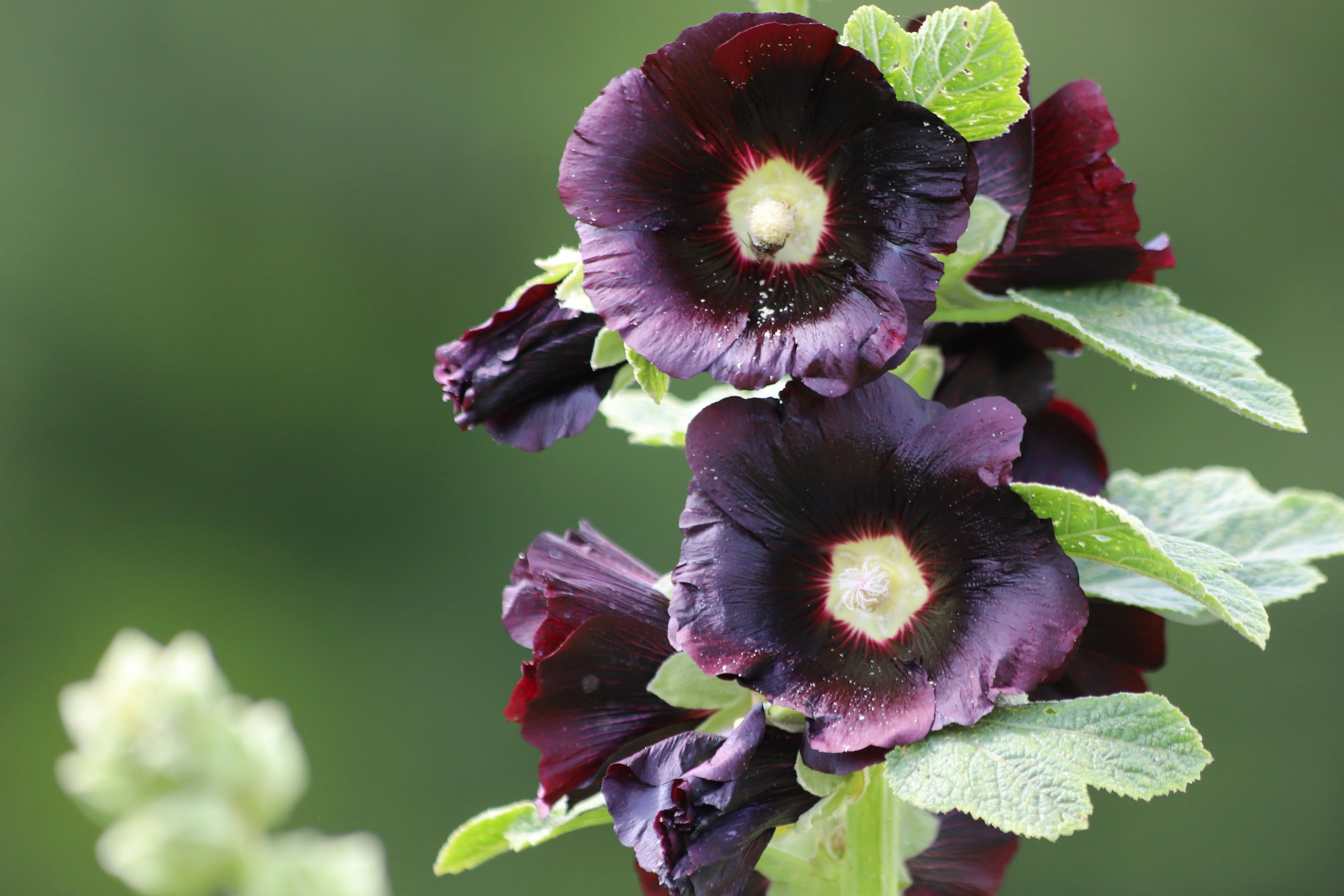 Hollyhock, Jet Black (Alcea rosea) - Image 4