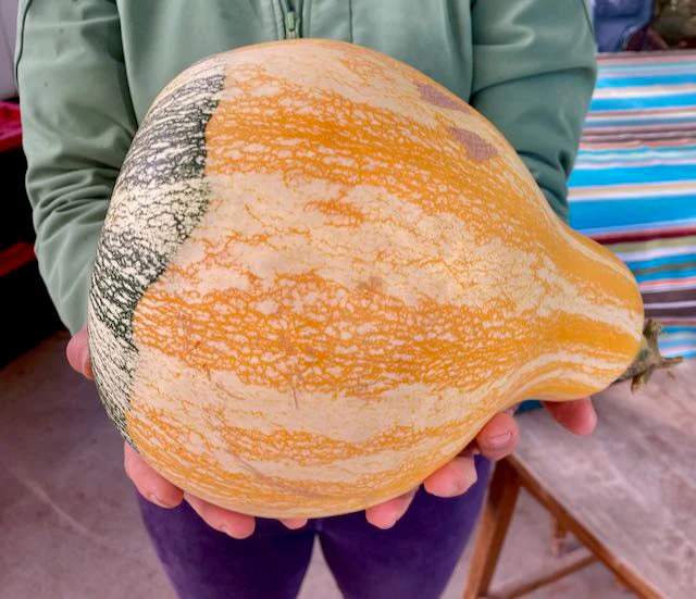 Hopi Origin Cushaw Winter Squash - Image 2