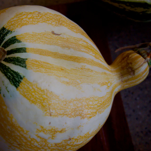Hopi Origin Cushaw Winter Squash - Image 6