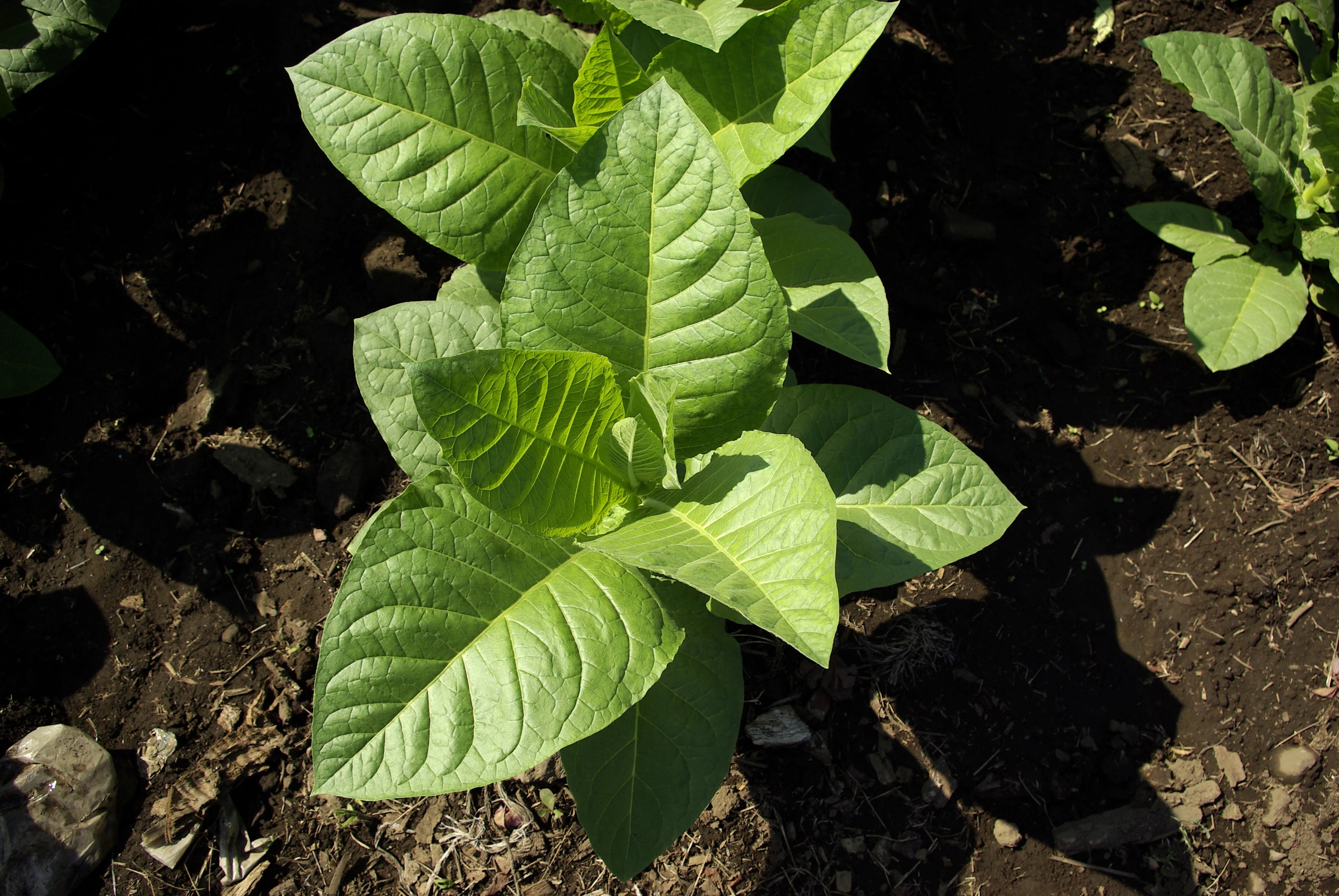 Hopi Origin Tobacco