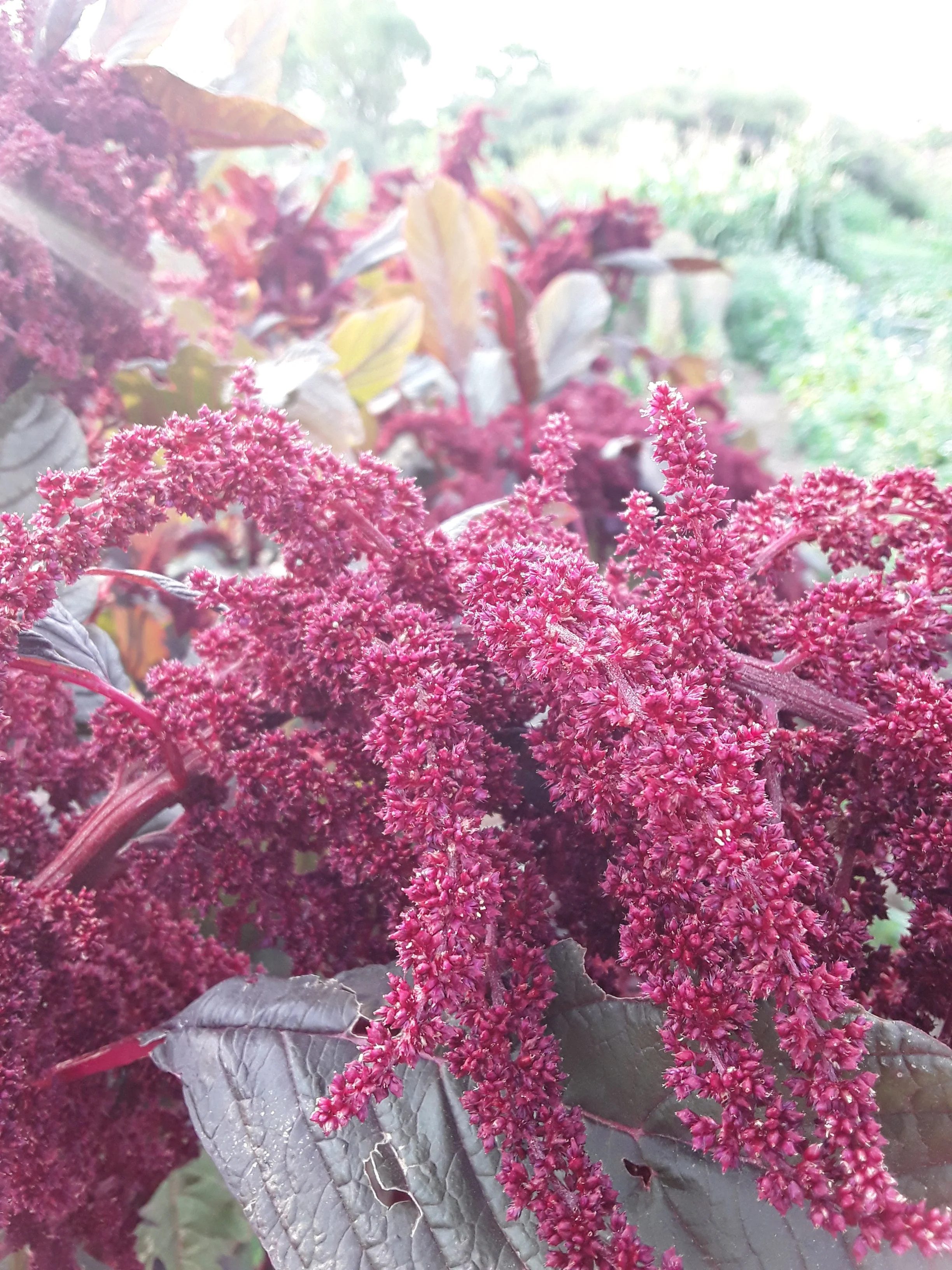 Hopi Red Dye Amaranth - Image 2