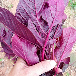 Hopi Red Dye Amaranth - Image 3
