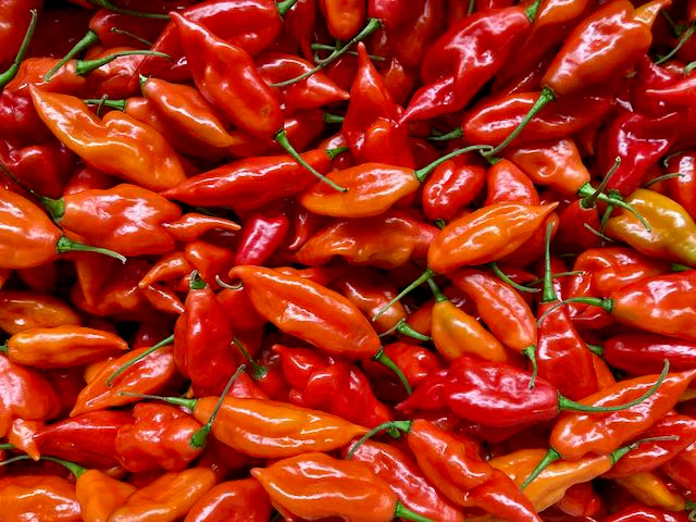 Hot Paper Lantern Pepper