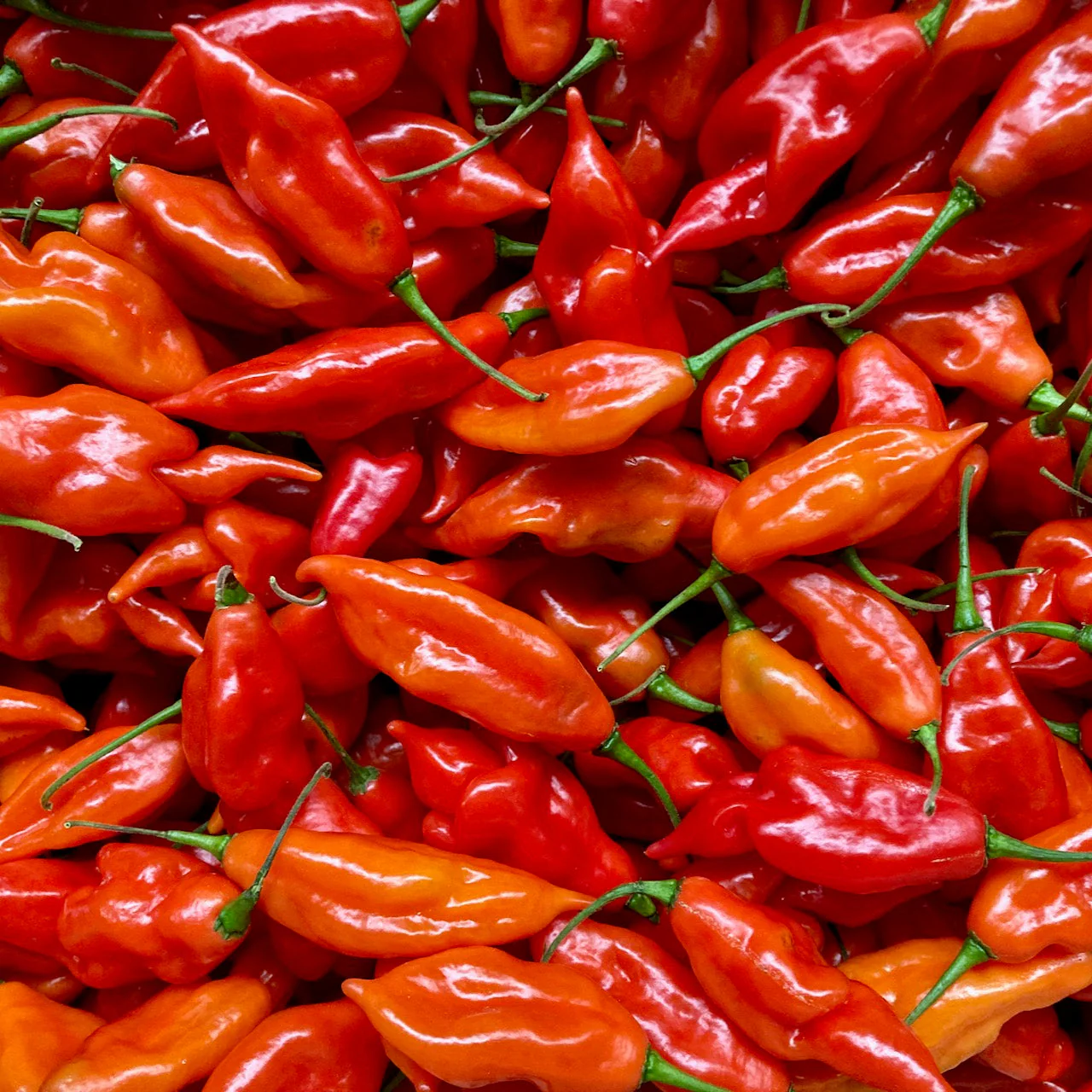 Hot Paper Lantern Pepper - Image 2
