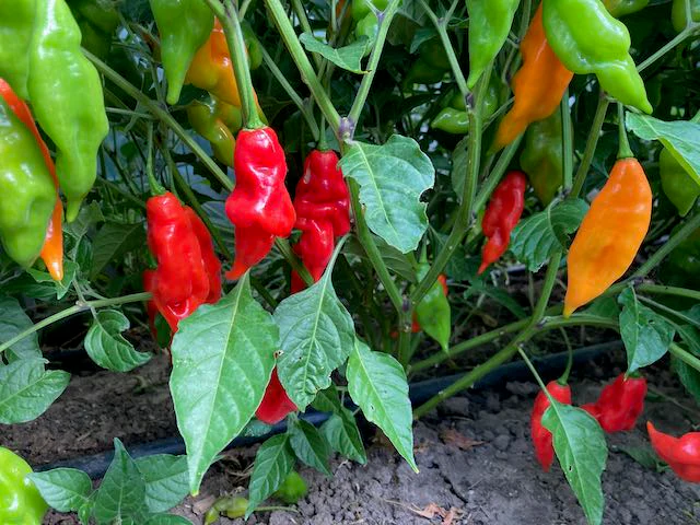 Hot Paper Lantern Pepper - Image 3