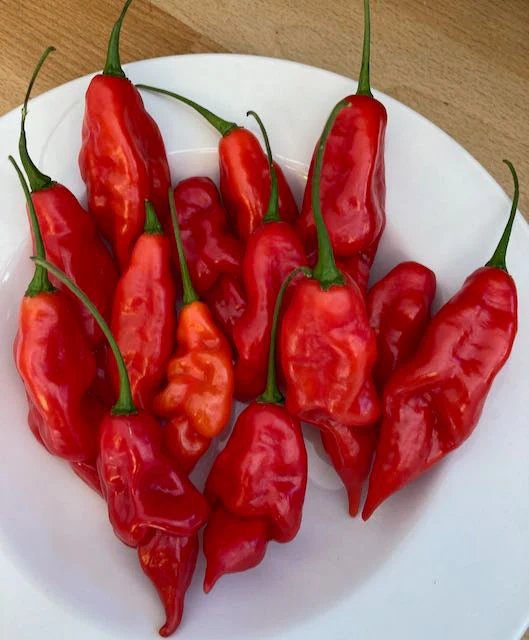 Hot Paper Lantern Pepper - Image 4