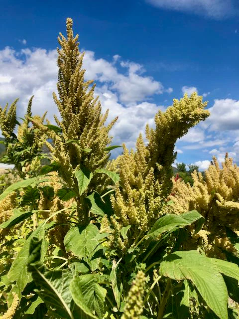 Huatl Amaranth