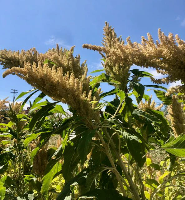Huatl Amaranth - Image 2