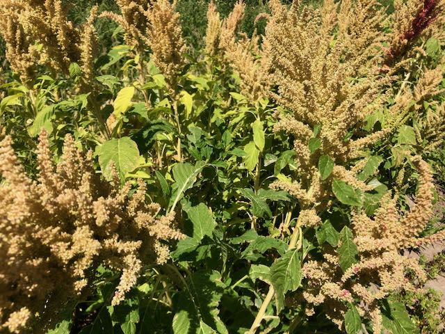 Huatl Amaranth - Image 3