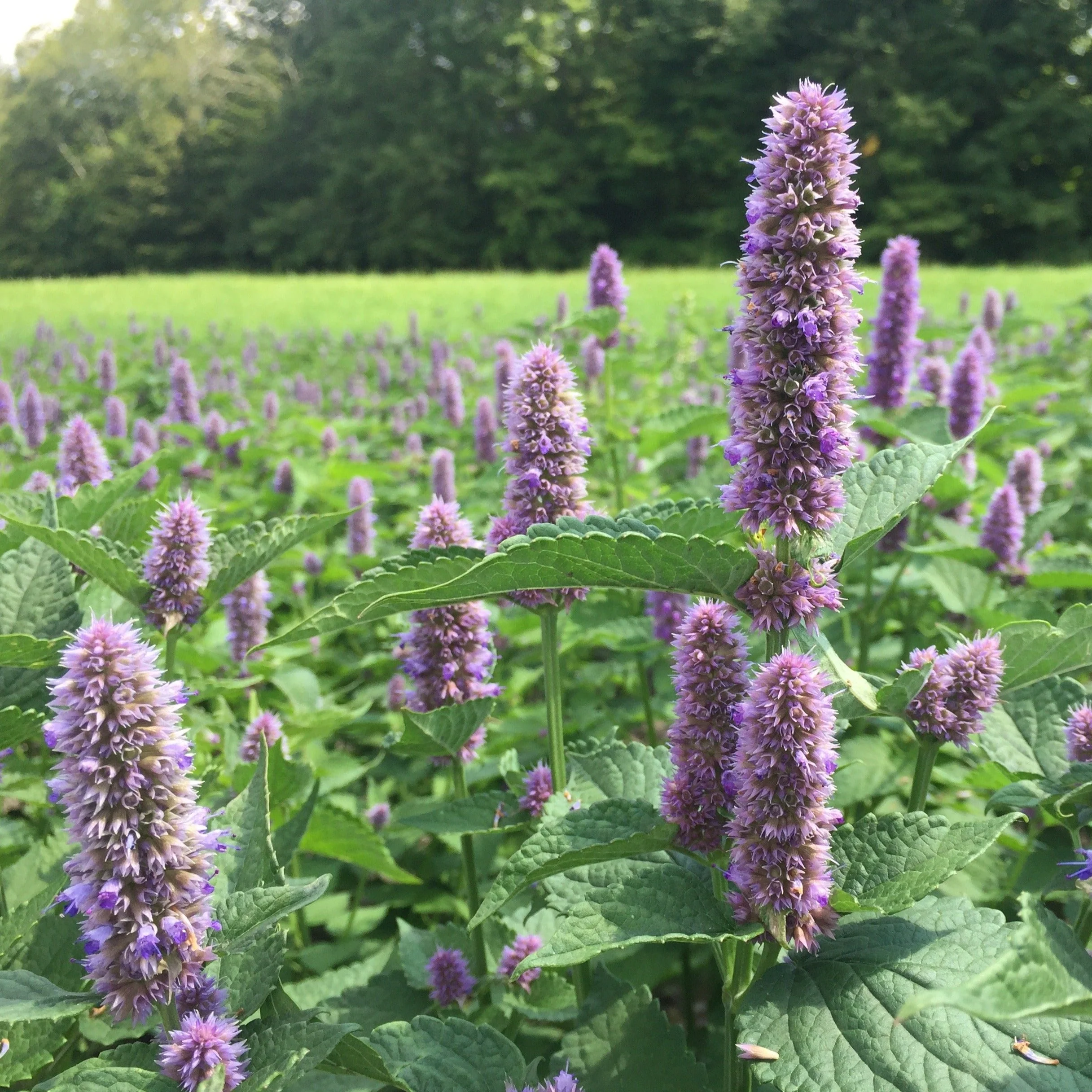 Hyssop, Anise (Agastache foeniculum) - Image 3