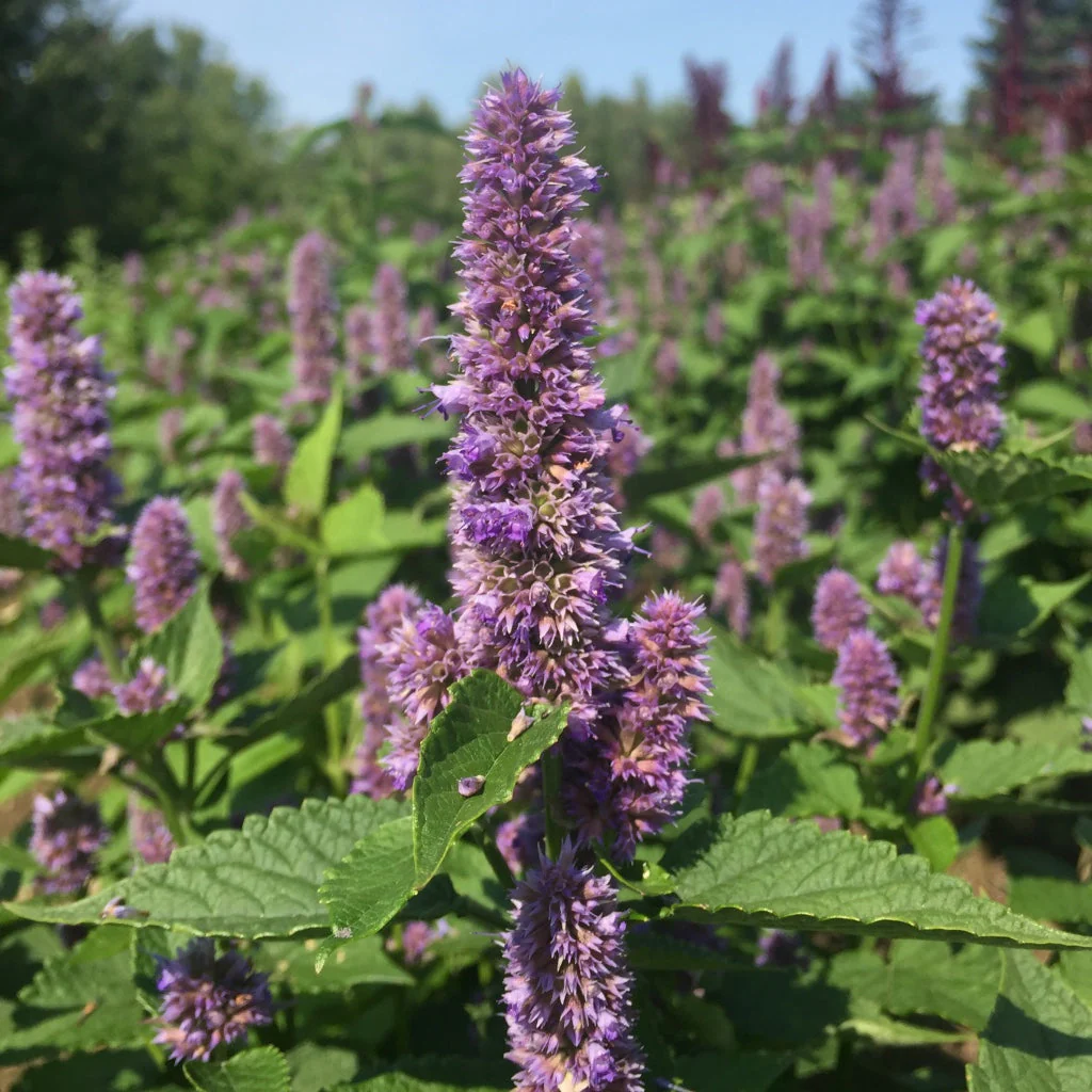 Hyssop, Anise (Agastache foeniculum) - Image 4