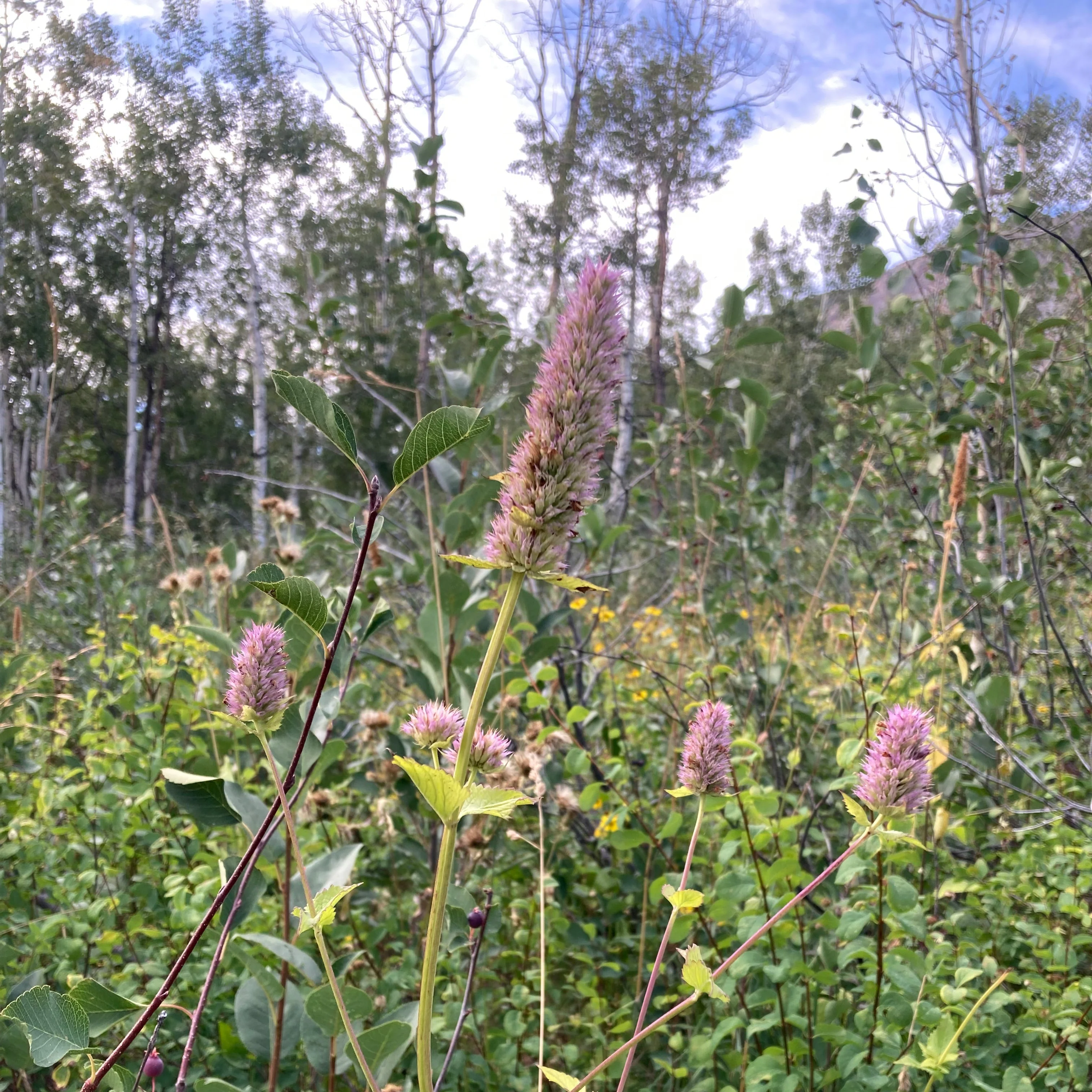 Hyssop, Nettleleaf Giant (Agastache urticifolia) - Image 2