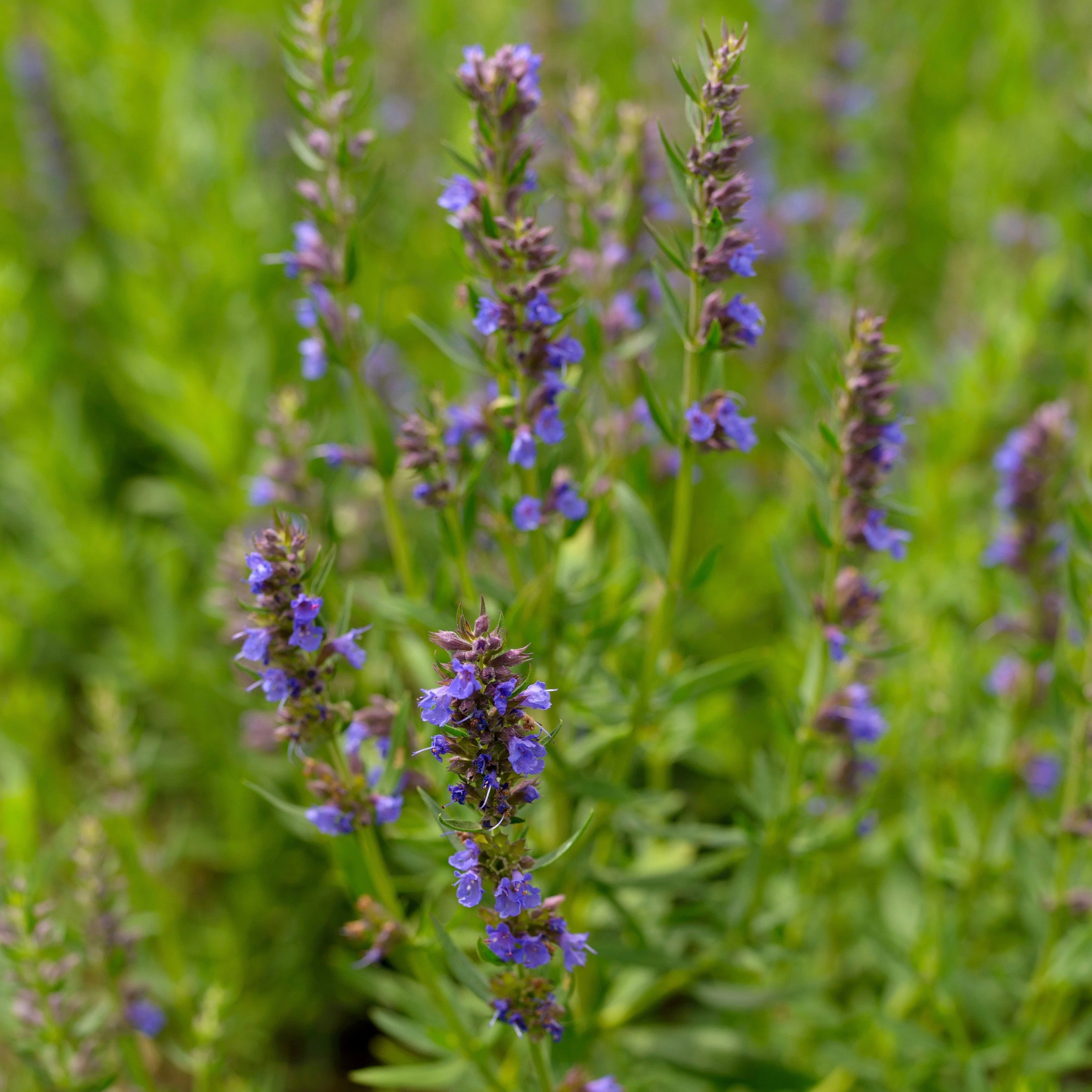 Hyssop, Official (Hyssopus officinalis) - Image 3