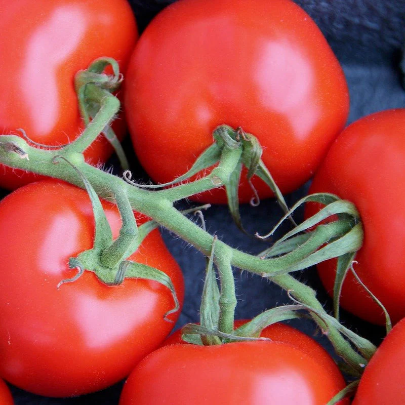 Italian Winter Tomato