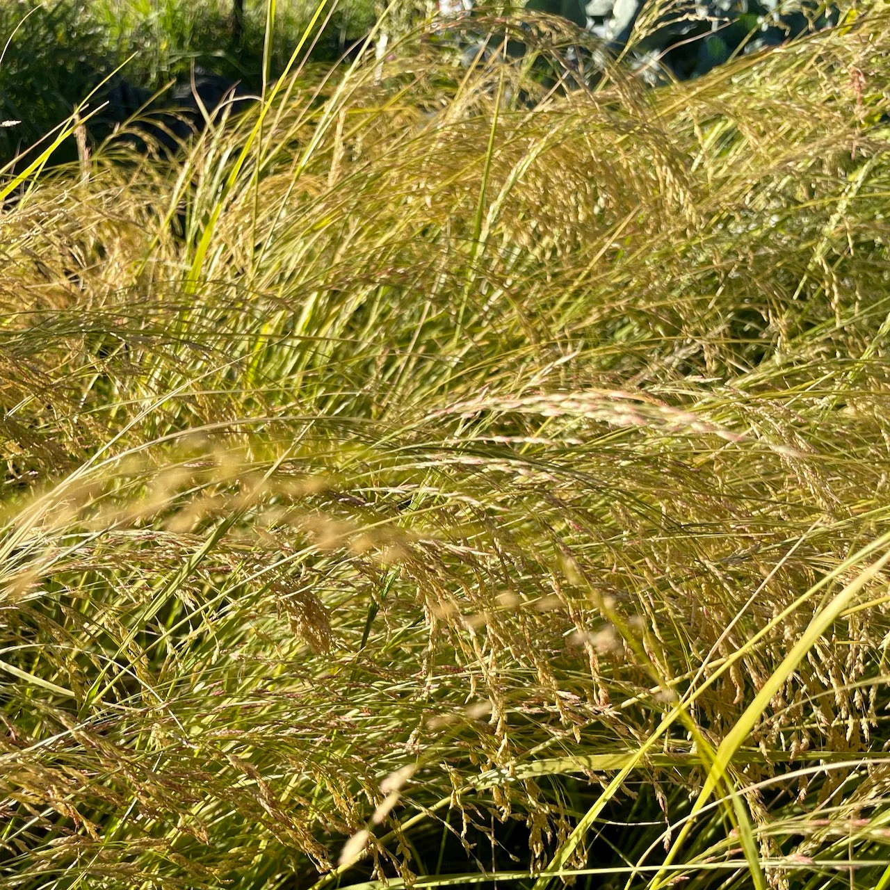 Ivory Teff - Image 2