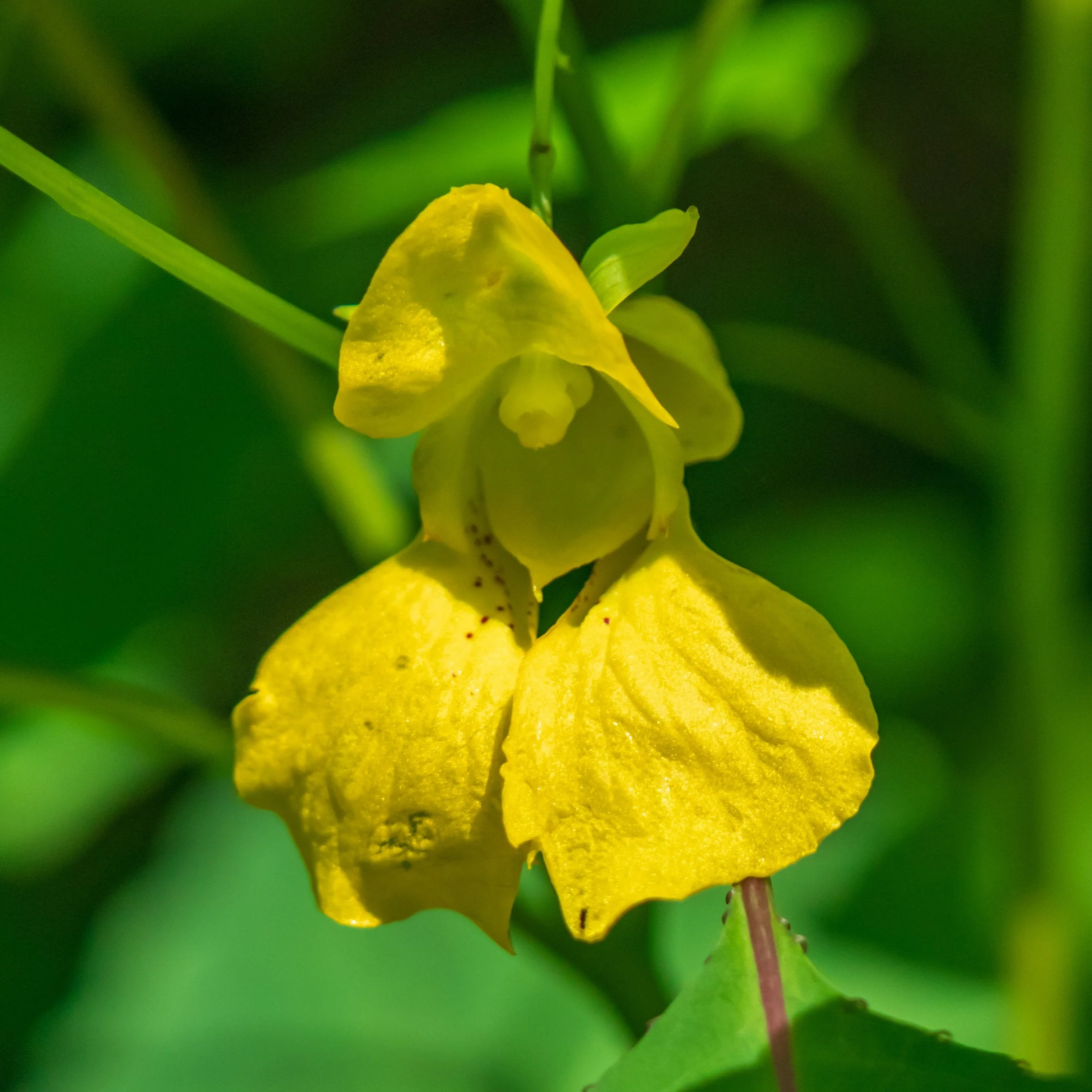 Jewelweed, Yellow (Impatiens pallida) - Image 3
