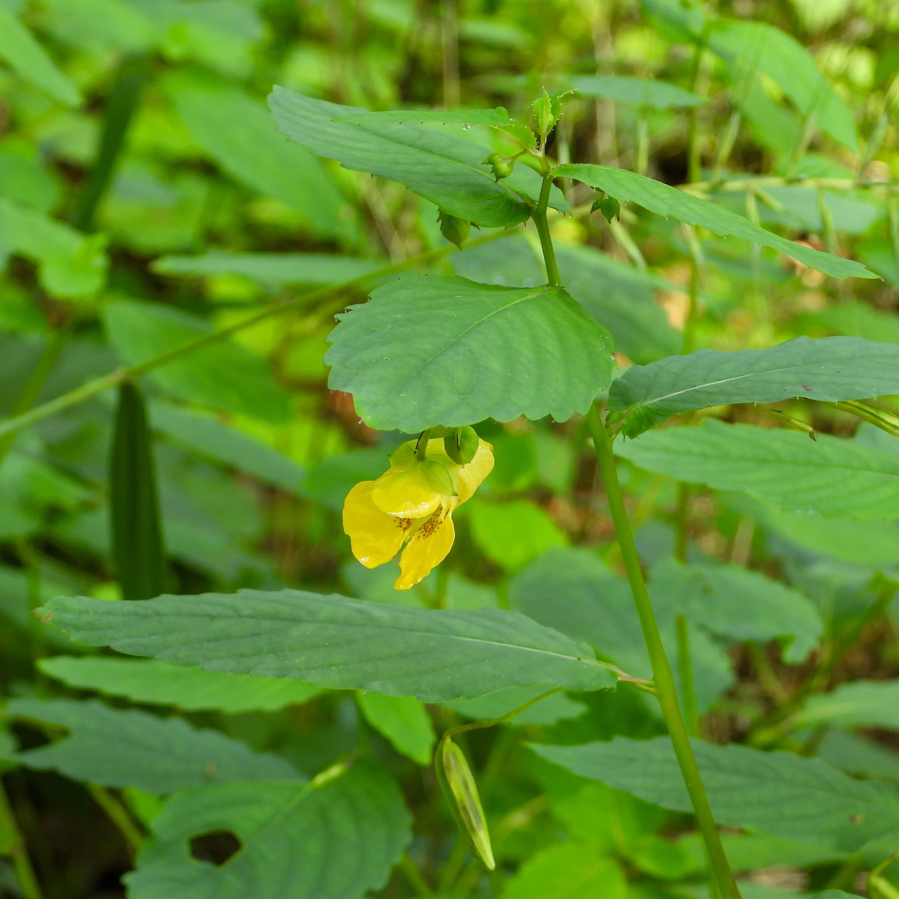 Jewelweed, Yellow (Impatiens pallida) - Image 4