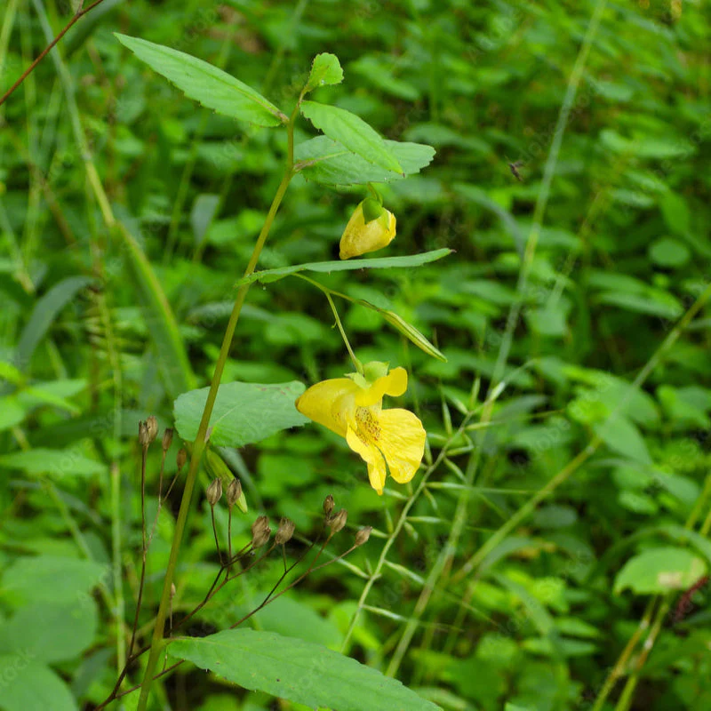 Jewelweed, Yellow (Impatiens pallida) - Image 5