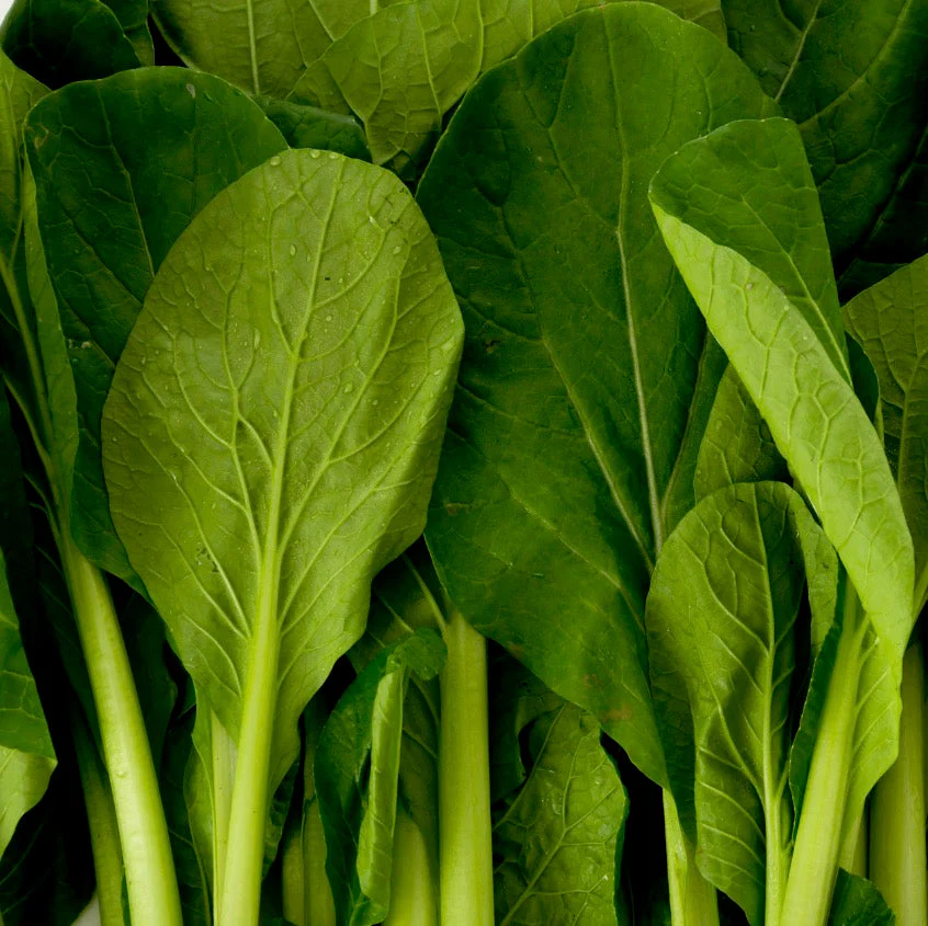 Komatsuna Tendergreen Spinach Mustard
