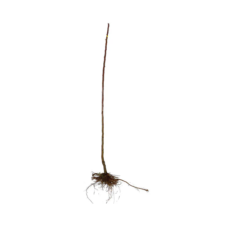 LARGE BARE ROOT JOHNNY APPLESEED AUTHENTIC™ APPLE TREE - Image 3