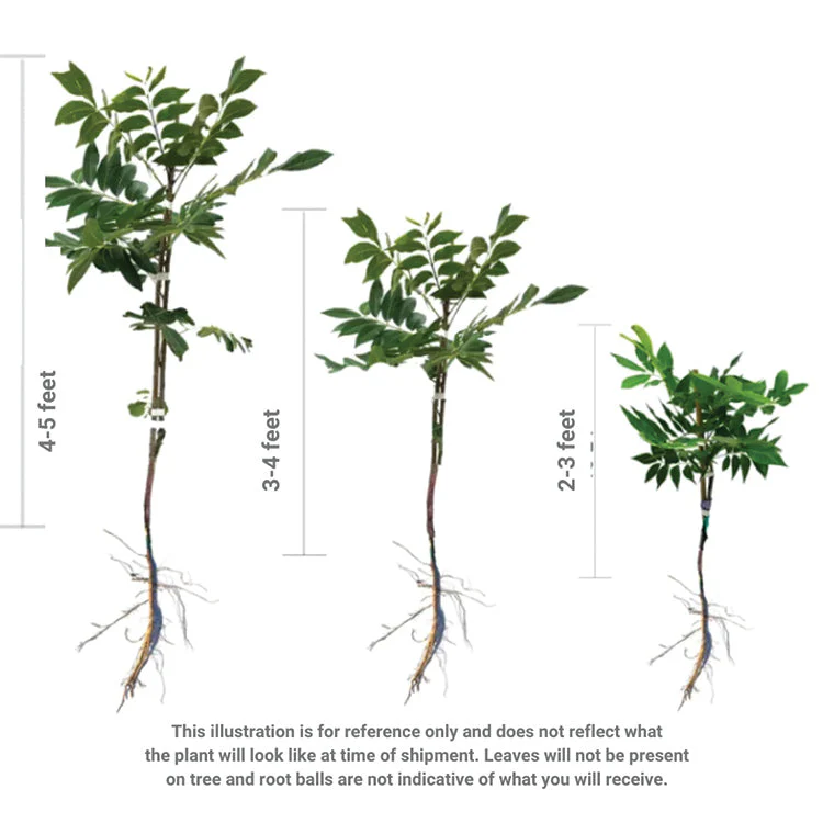 LARGE BARE ROOT JOHNNY APPLESEED AUTHENTIC™ APPLE TREE - Image 4
